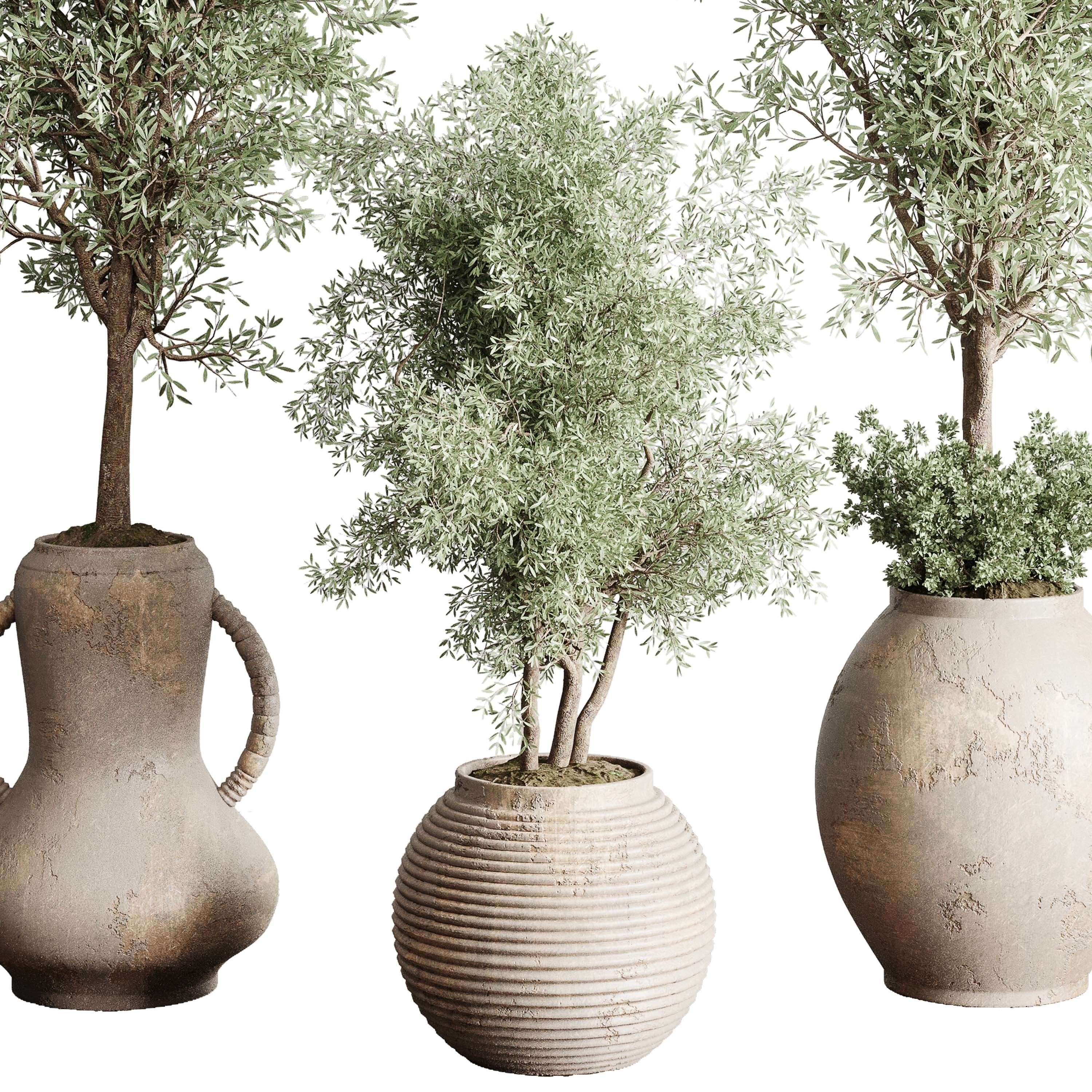 Olive tree in an old earthenware vase indoor collection 202 3D model_5