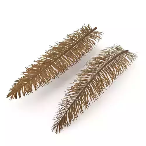 Dry palm branch 3D model