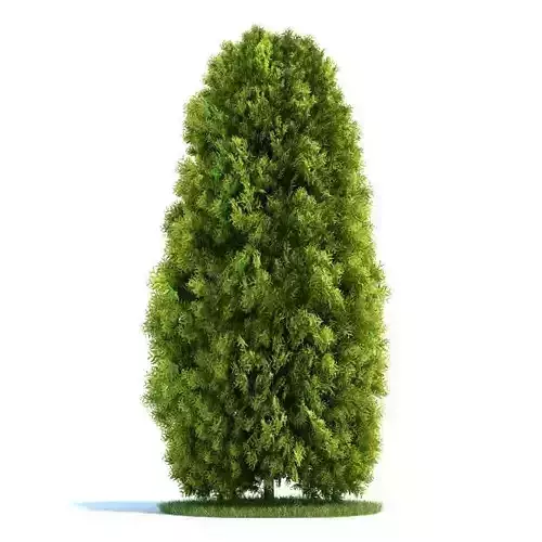 Mature Thuja Tree