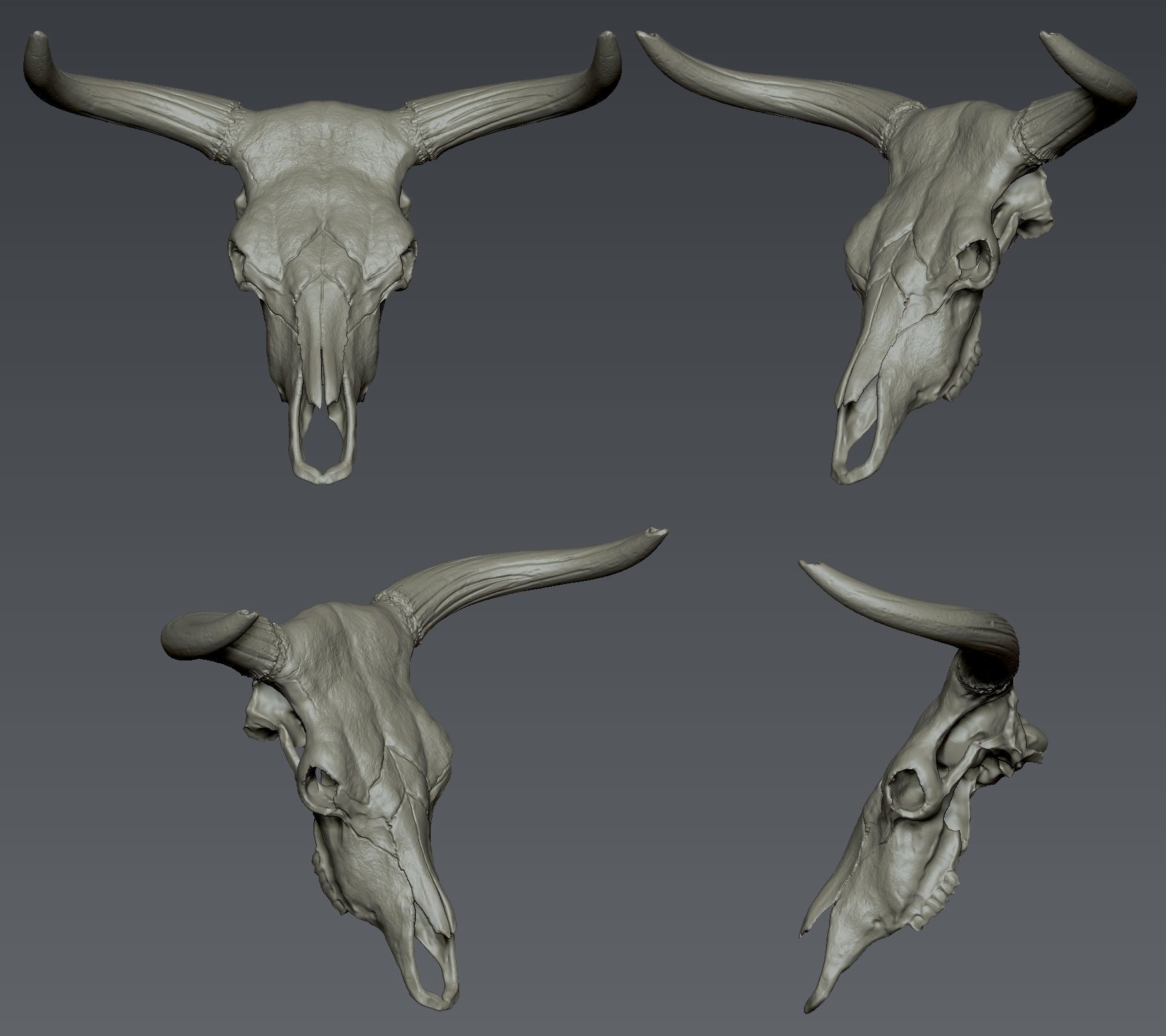 Aurochs Head 3D print model_3