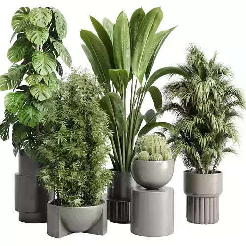 indoor plant cactus ficus rubbery monstera palm concrete dirt 3D model