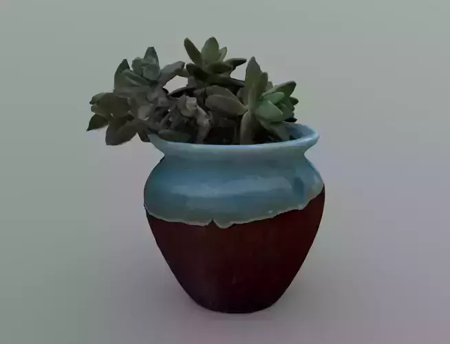 Potted plants are green and fleshy Low-poly 3D model