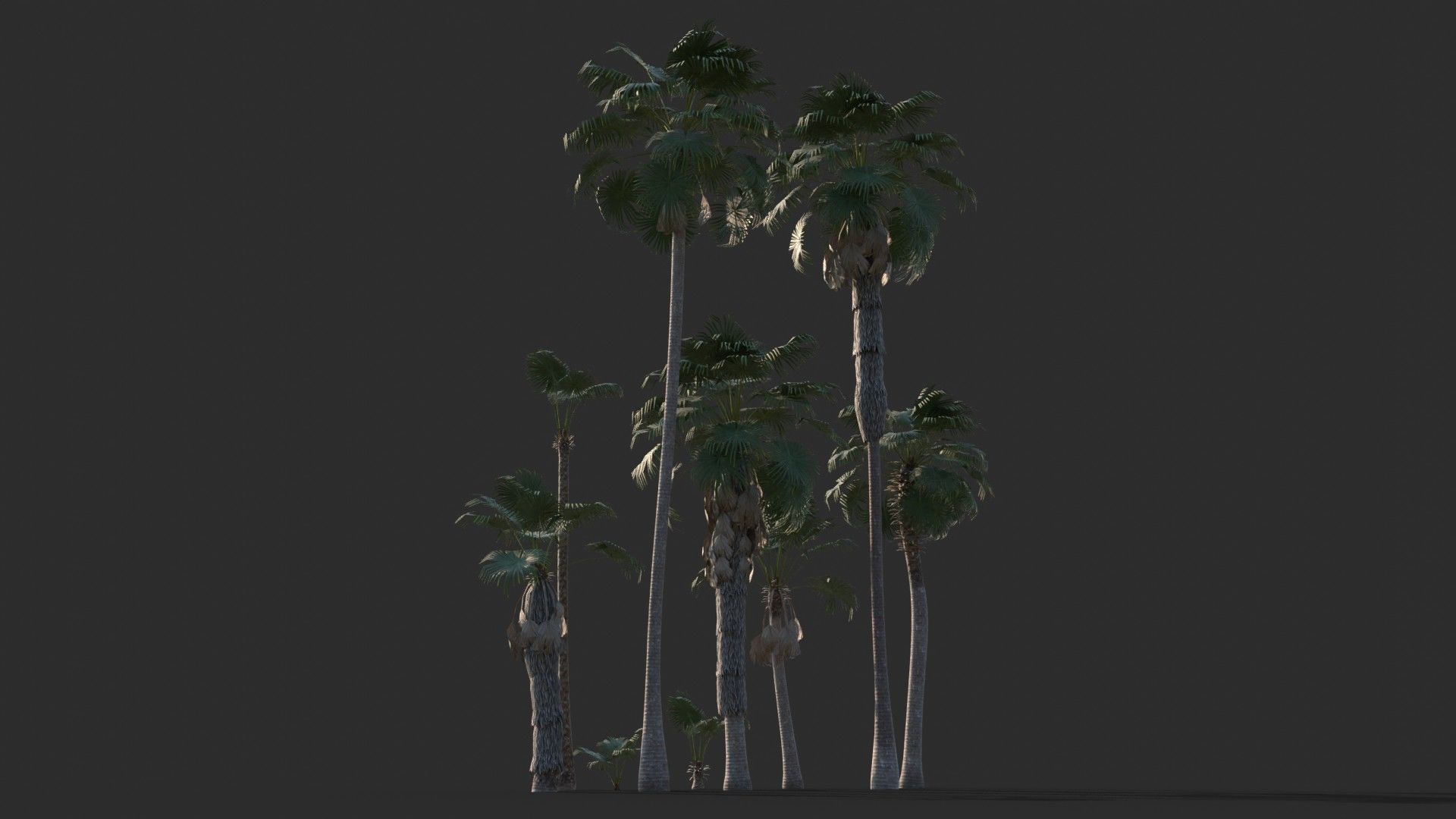 Modular Mexican Fan Palm Tree - Washingtonia Robusta Low-poly 3D model_5