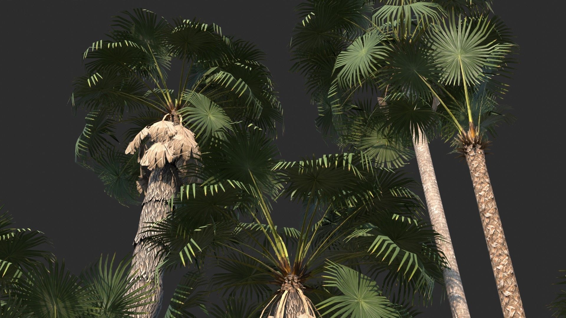 Modular Mexican Fan Palm Tree - Washingtonia Robusta Low-poly 3D model_7