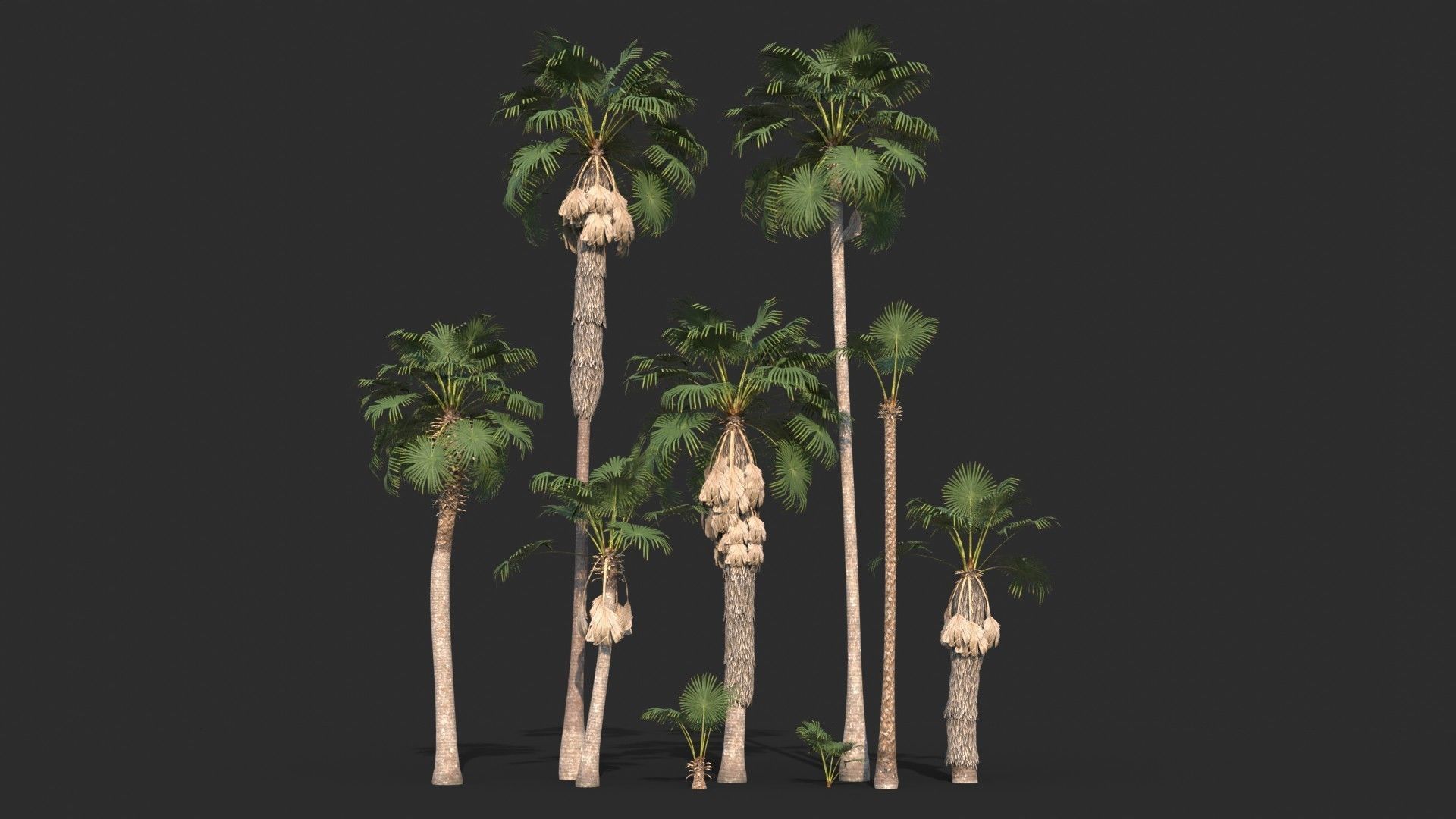 Modular Mexican Fan Palm Tree - Washingtonia Robusta Low-poly 3D model_2