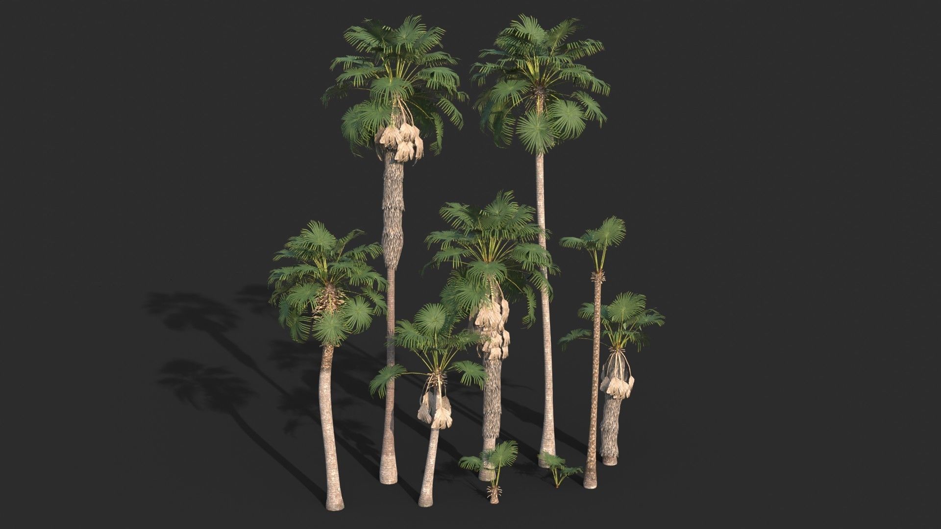 Modular Mexican Fan Palm Tree - Washingtonia Robusta Low-poly 3D model_3