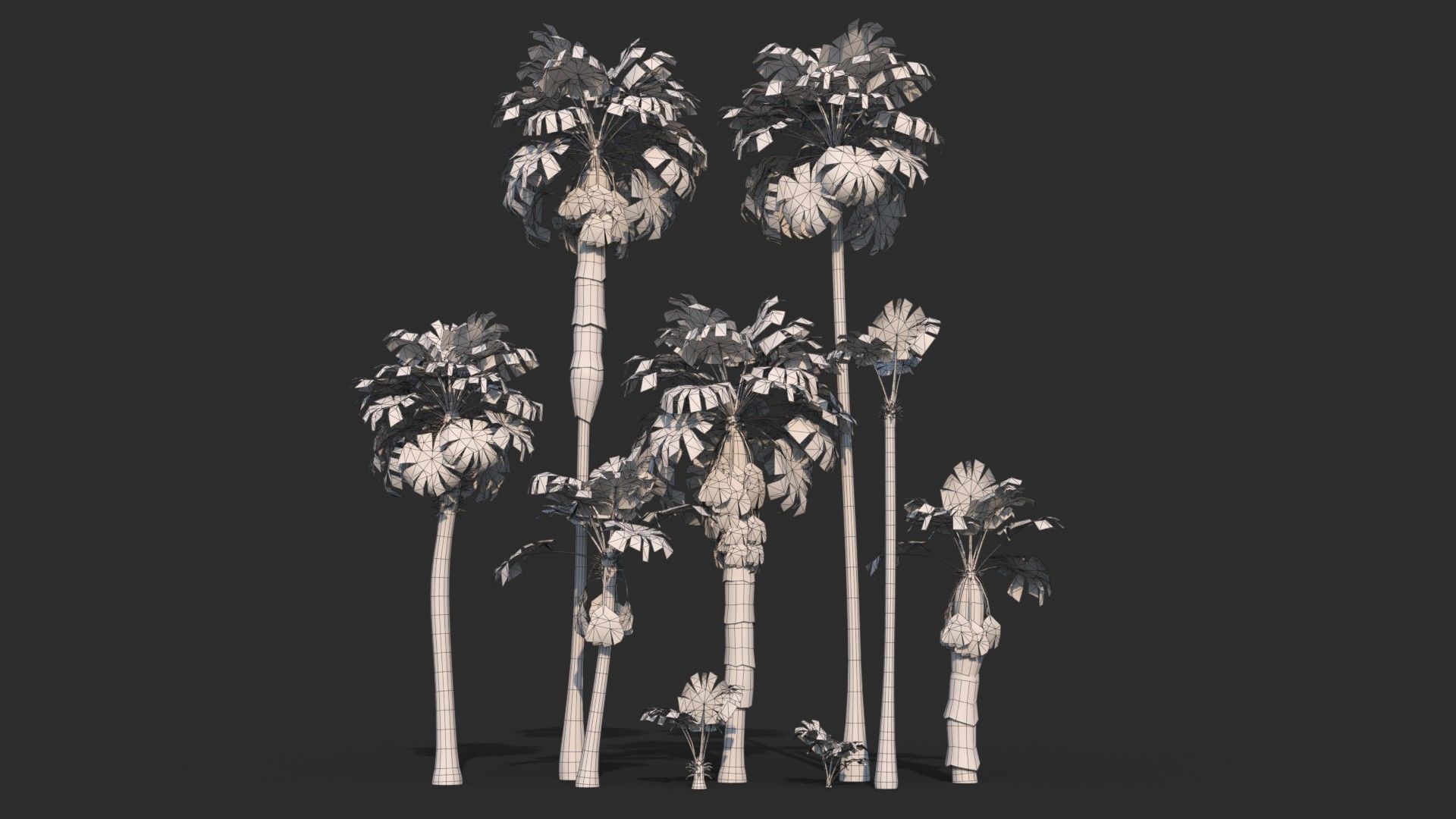 Modular Mexican Fan Palm Tree - Washingtonia Robusta Low-poly 3D model_8