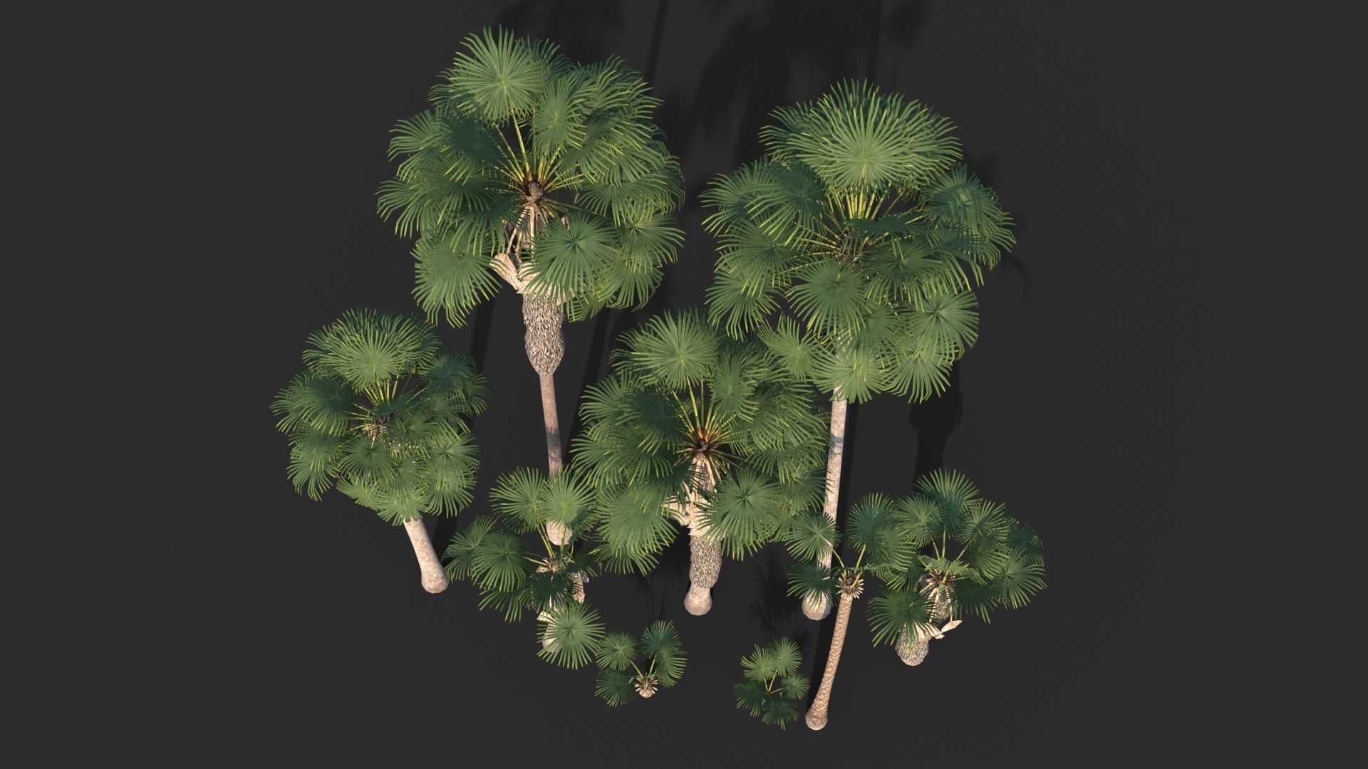 Modular Mexican Fan Palm Tree - Washingtonia Robusta Low-poly 3D model_6