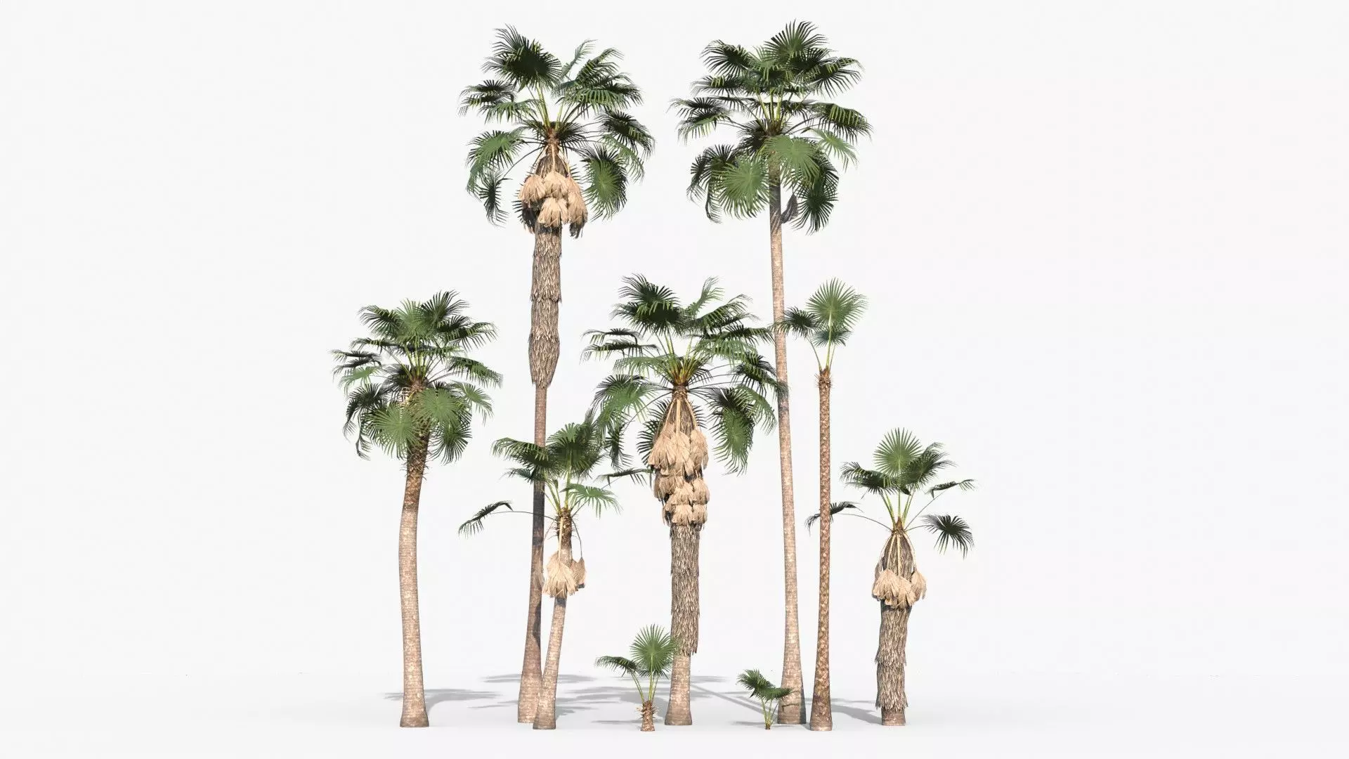 Modular Mexican Fan Palm Tree - Washingtonia Robusta Low-poly 3D model_0