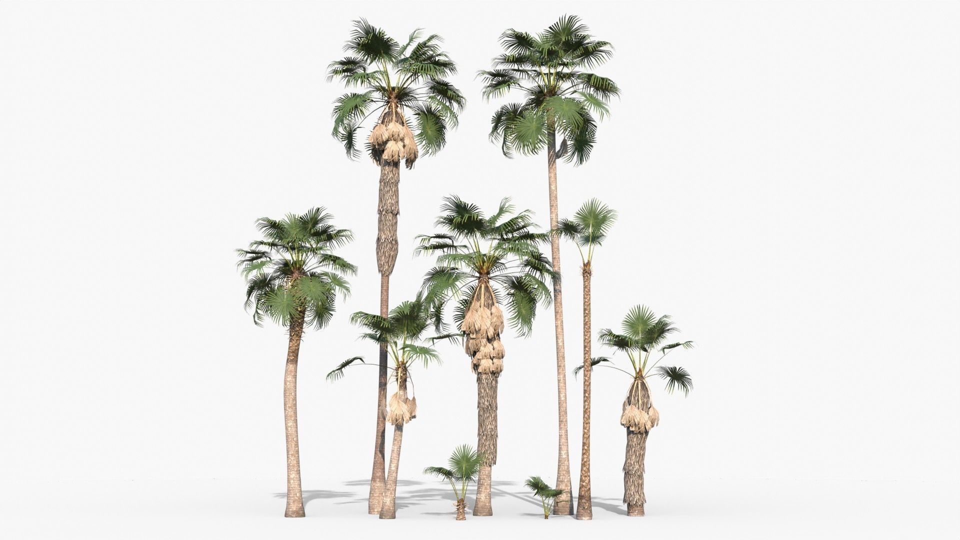 Modular Mexican Fan Palm Tree - Washingtonia Robusta Low-poly 3D model_0