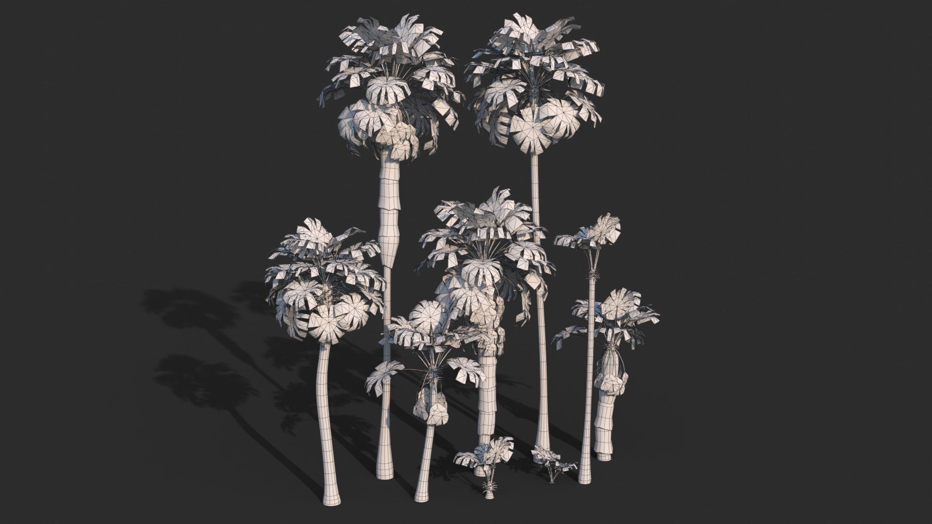 Modular Mexican Fan Palm Tree - Washingtonia Robusta Low-poly 3D model_9