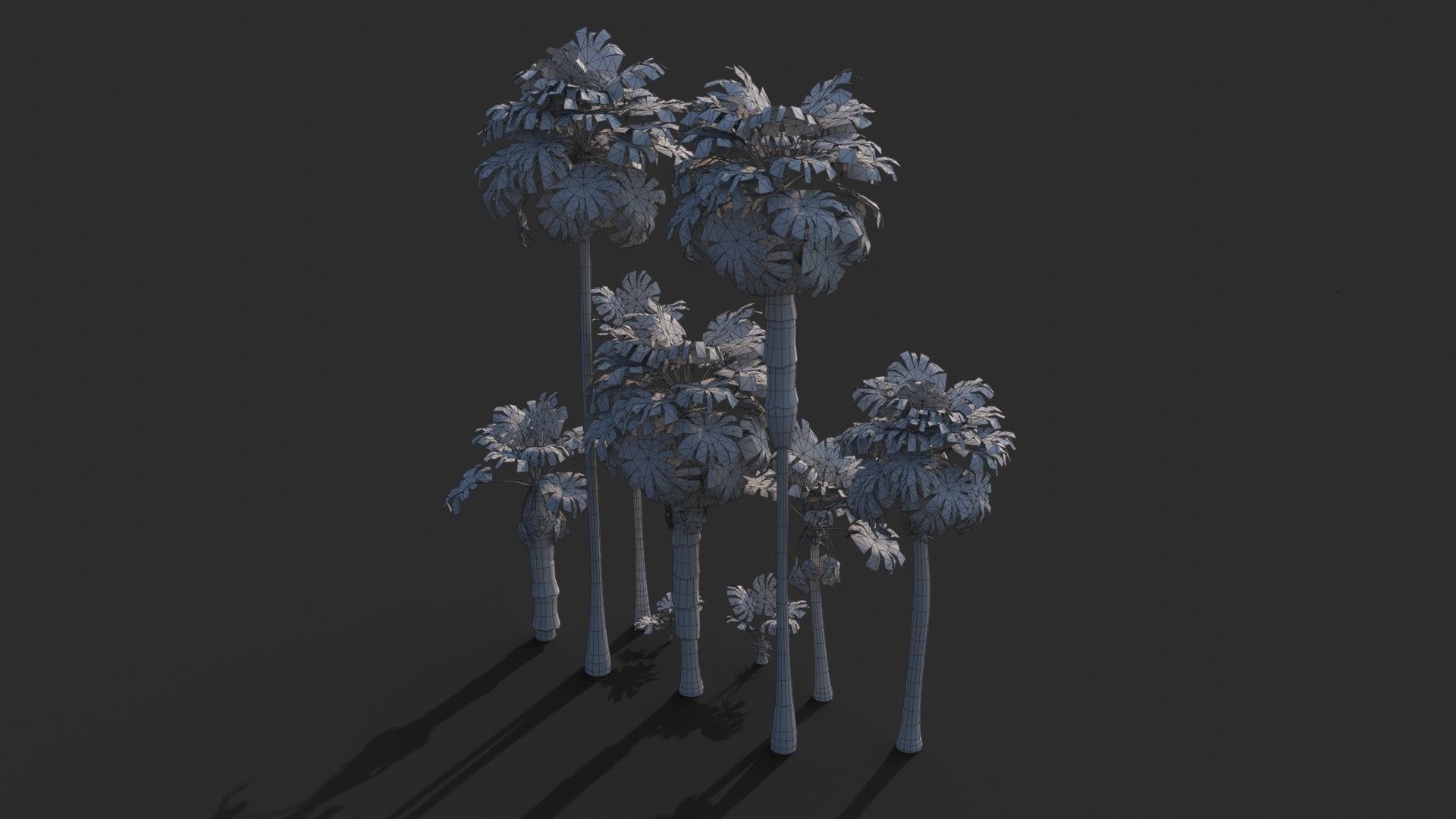 Modular Mexican Fan Palm Tree - Washingtonia Robusta Low-poly 3D model_10