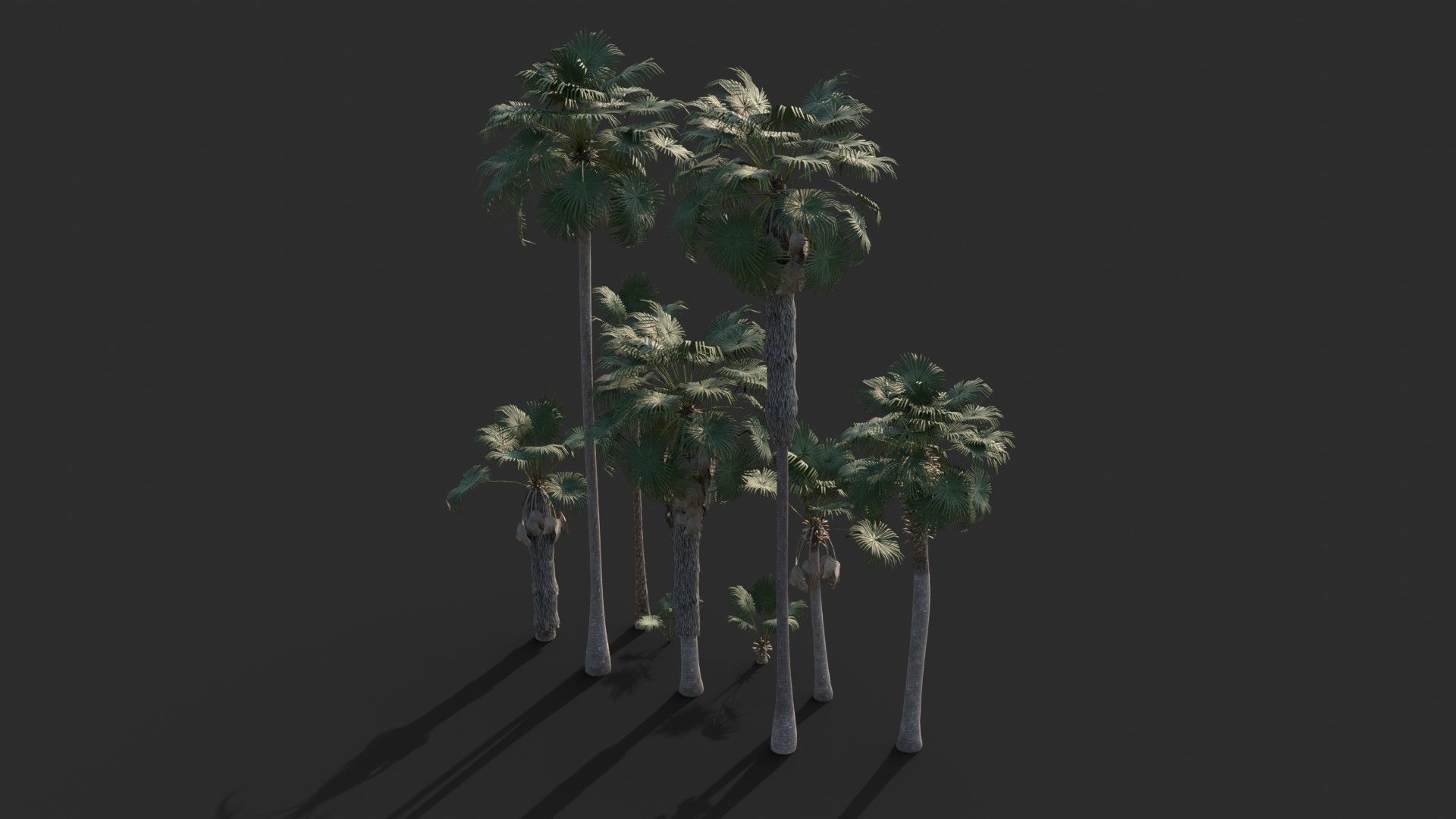 Modular Mexican Fan Palm Tree - Washingtonia Robusta Low-poly 3D model_4