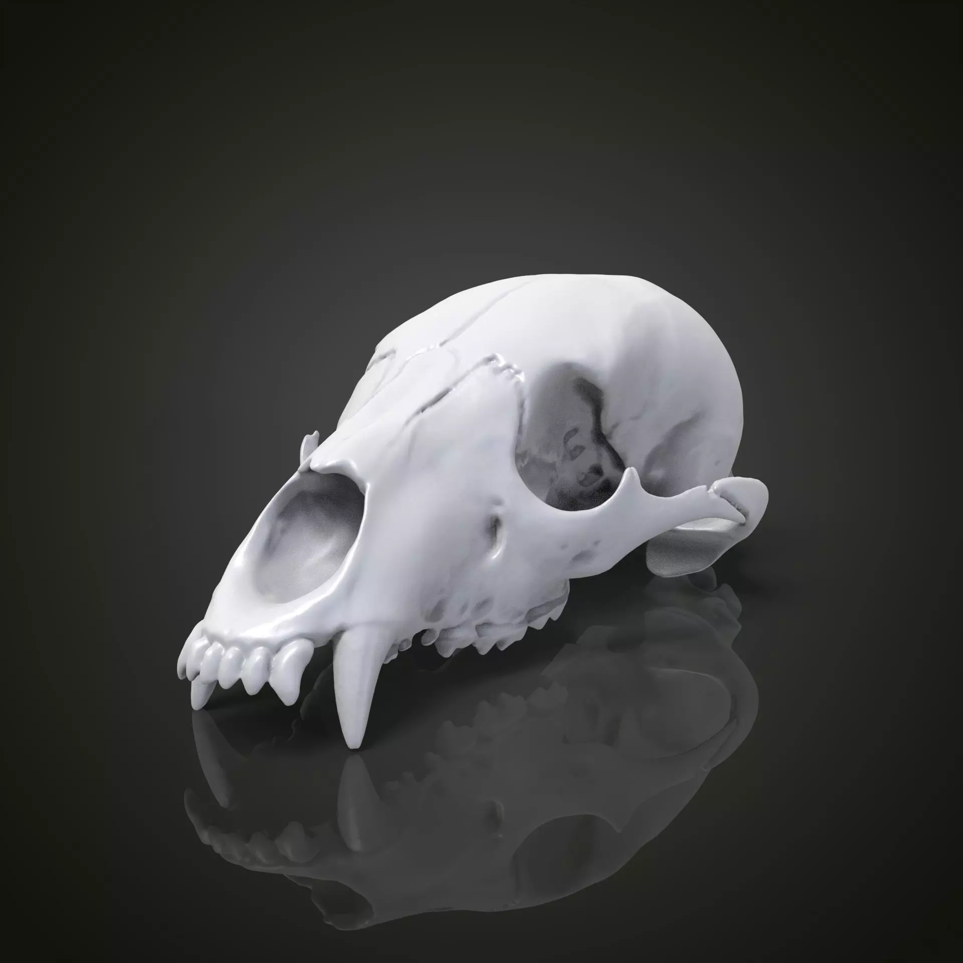 Bear scull 3D print model_0