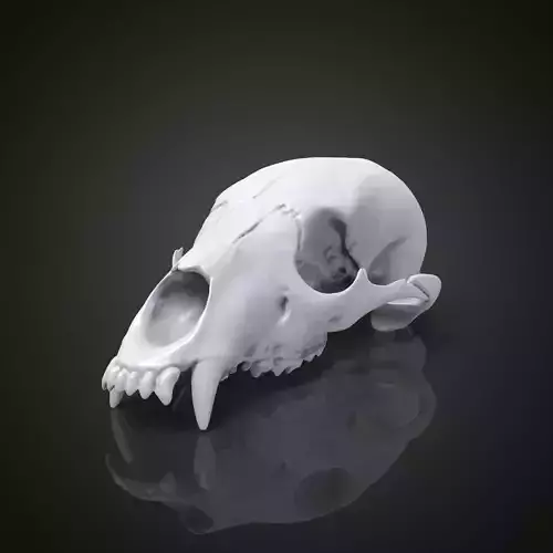 Bear scull 3D print model