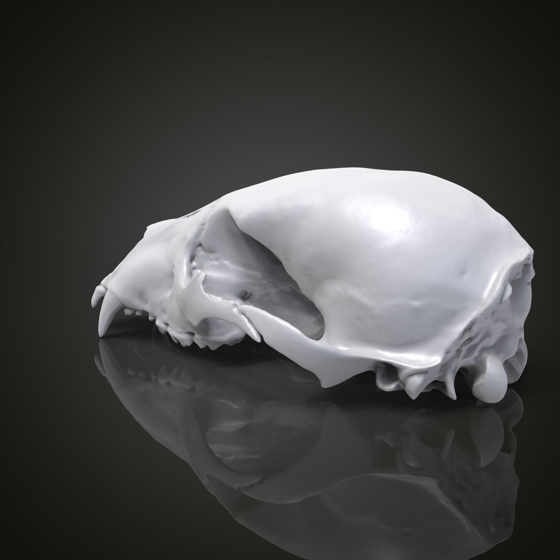 Bear scull 3D print model_6