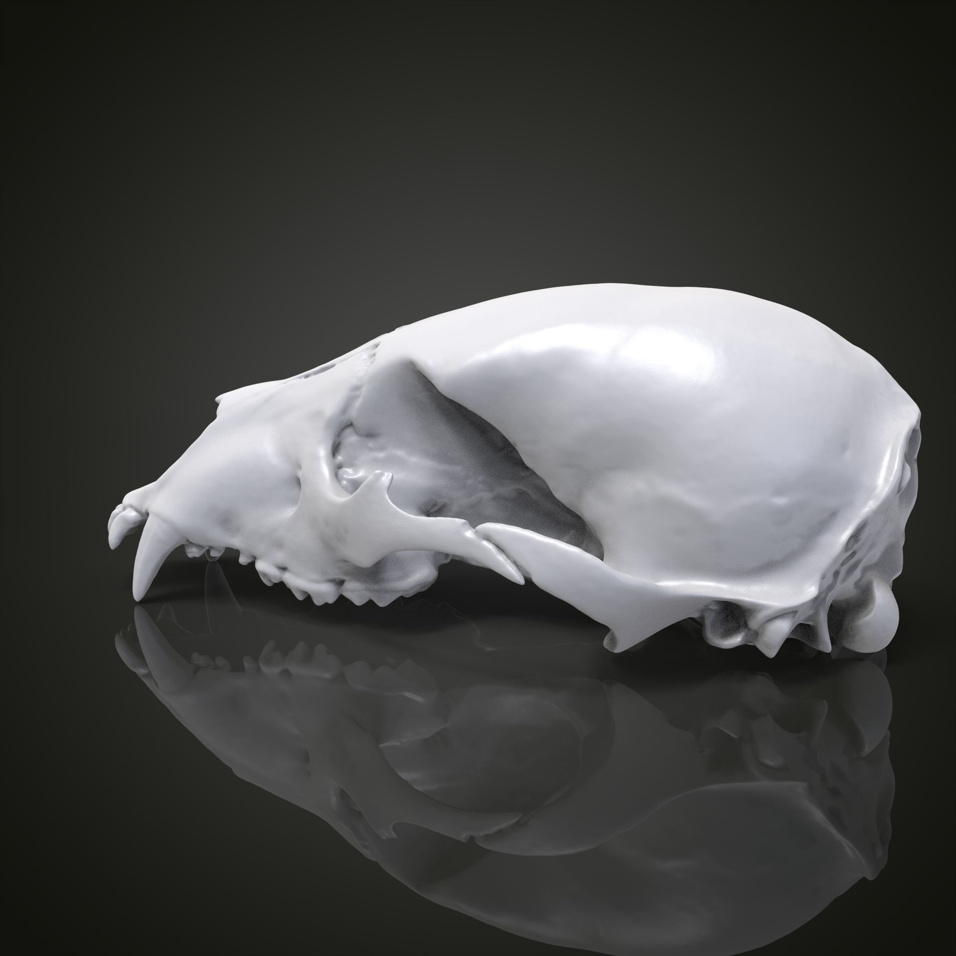 Bear scull 3D print model_5