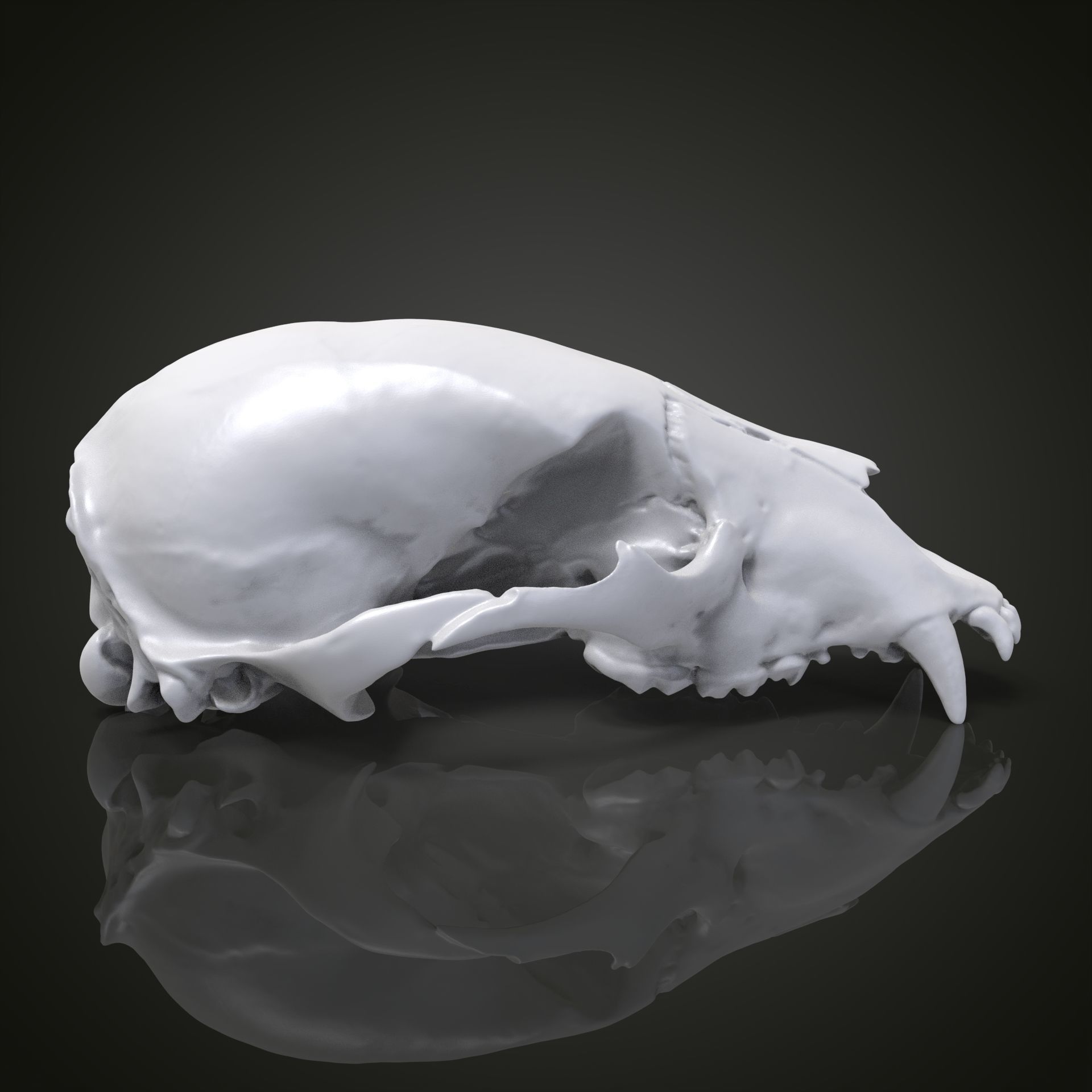 Bear scull 3D print model_16