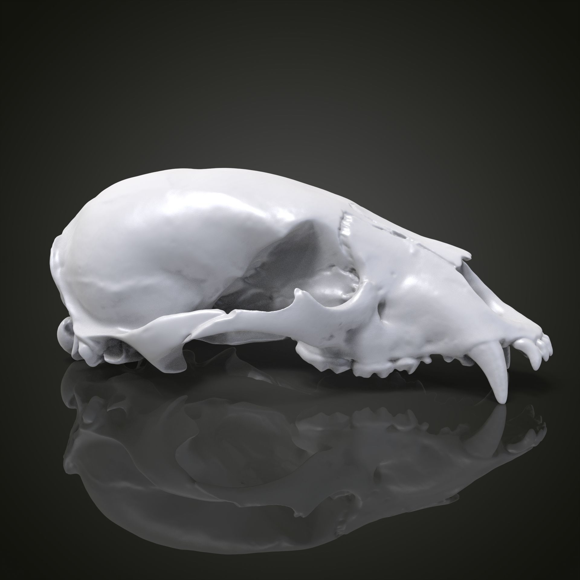 Bear scull 3D print model_17
