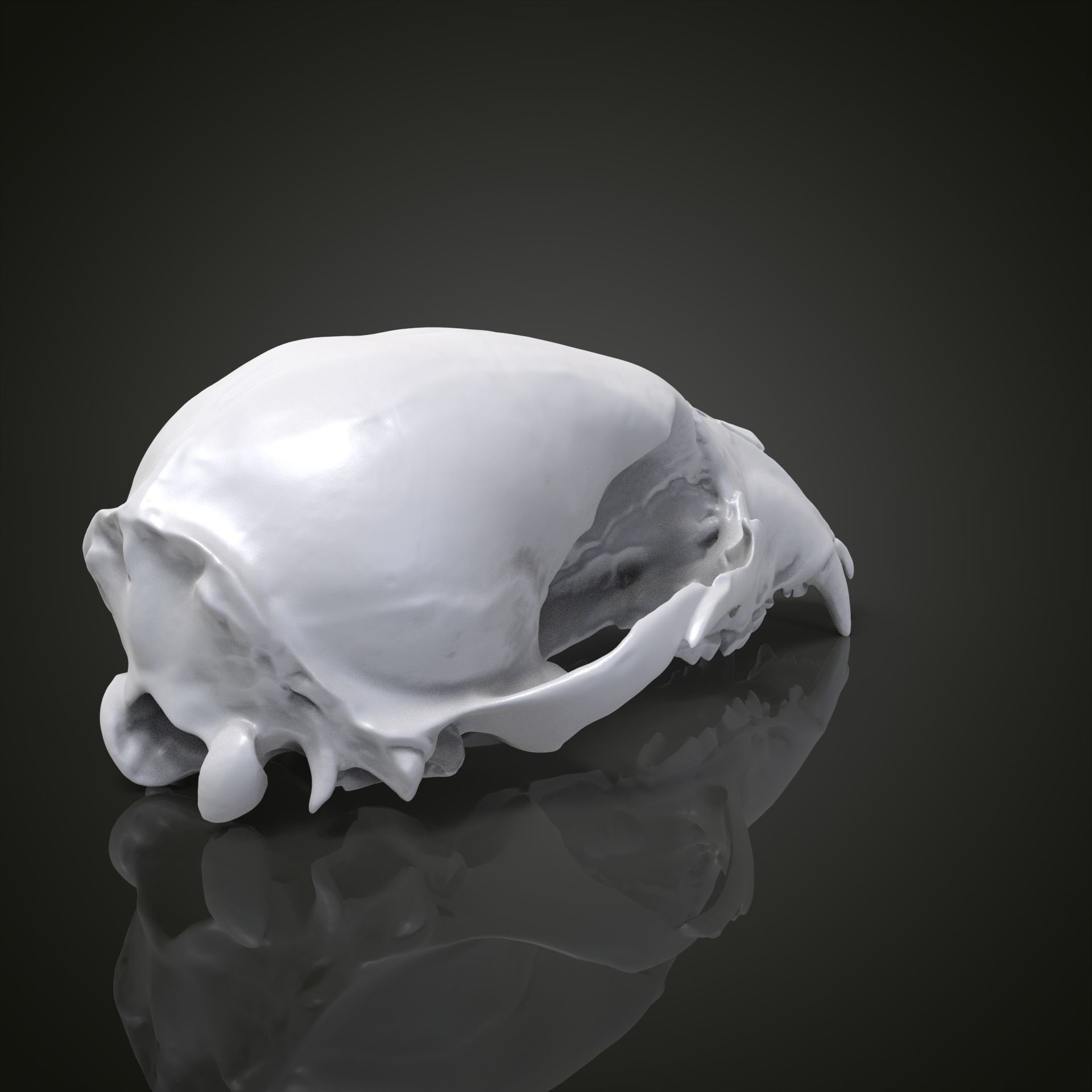 Bear scull 3D print model_13