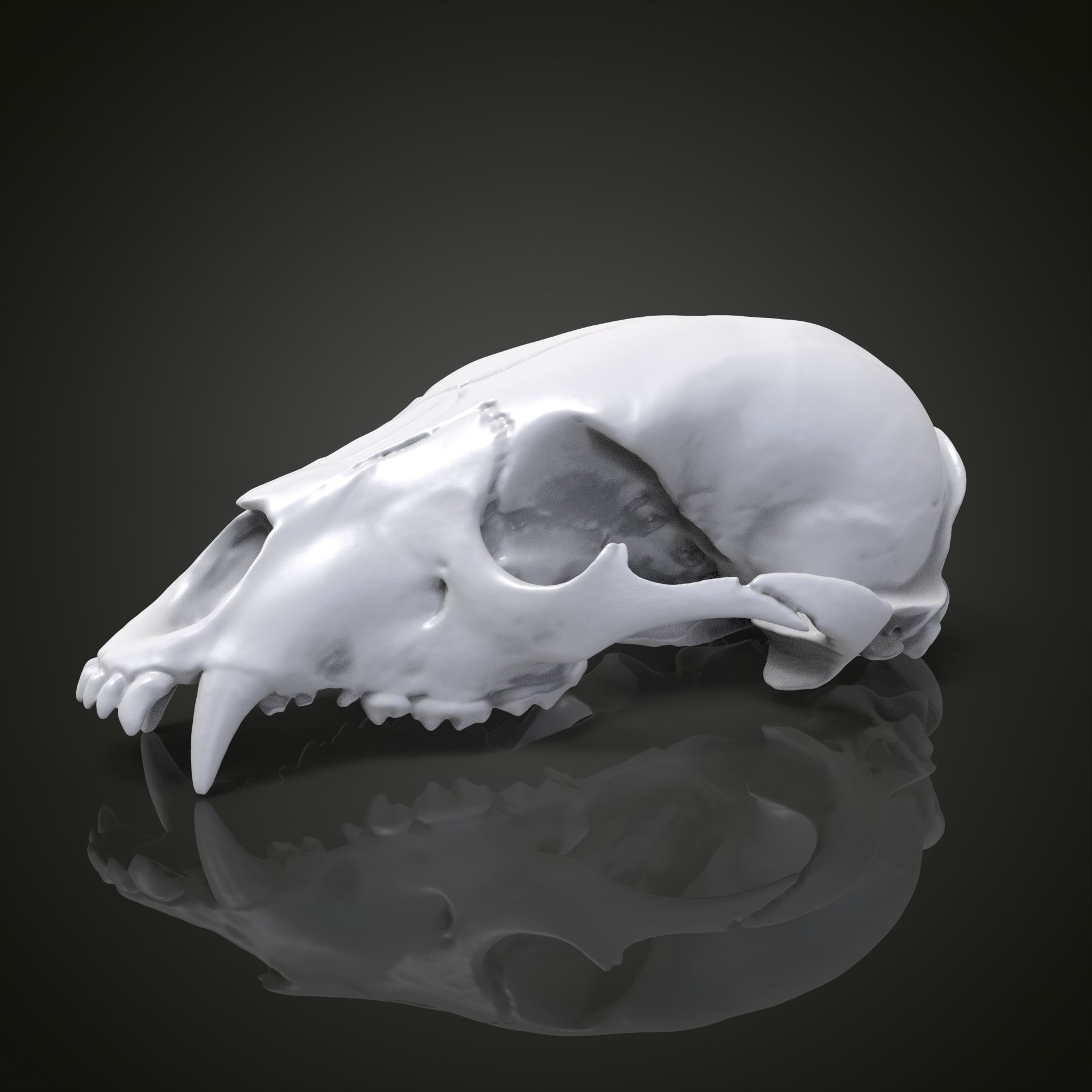 Bear scull 3D print model_2