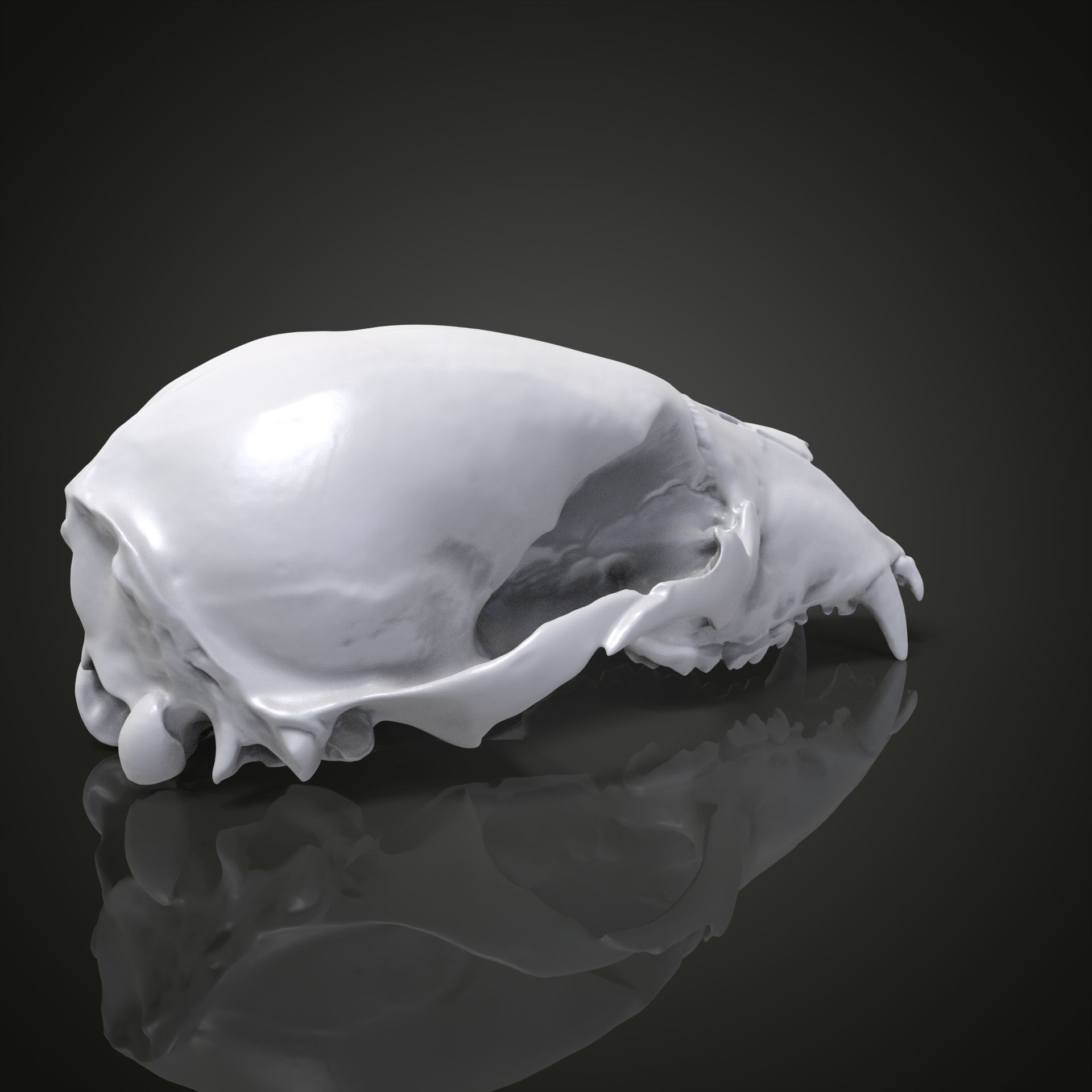 Bear scull 3D print model_14