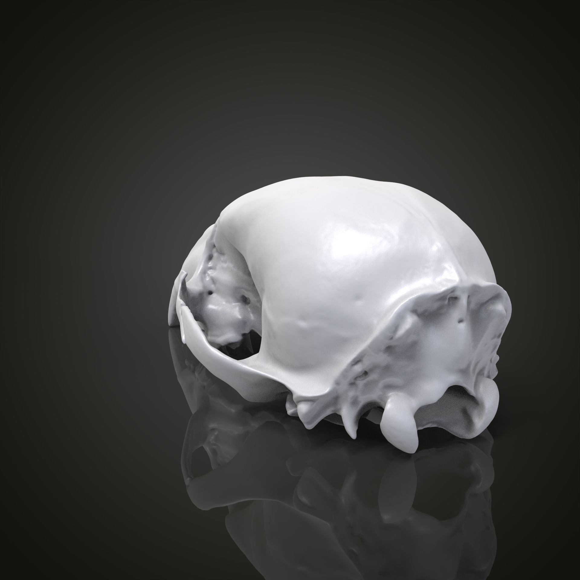Bear scull 3D print model_8