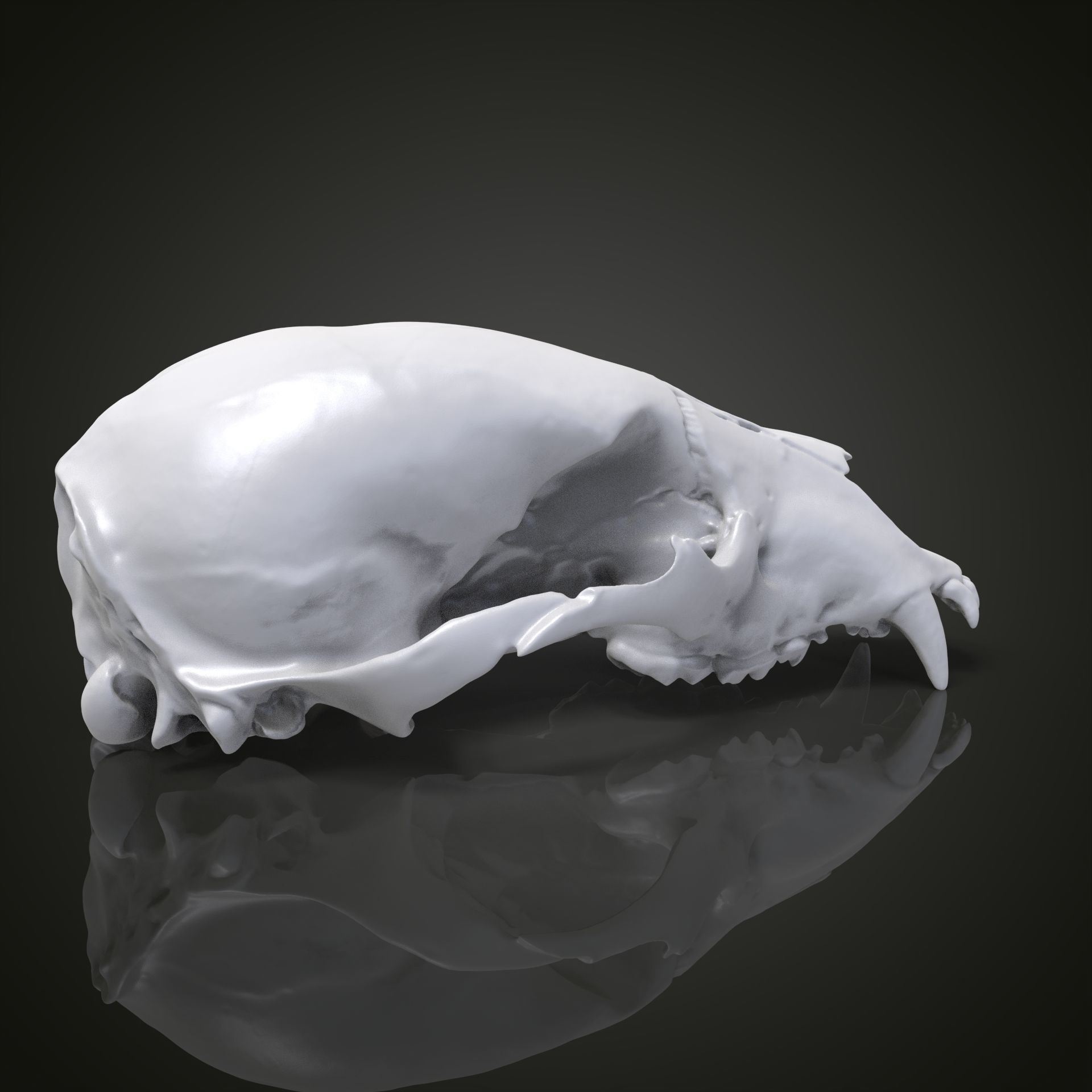 Bear scull 3D print model_15
