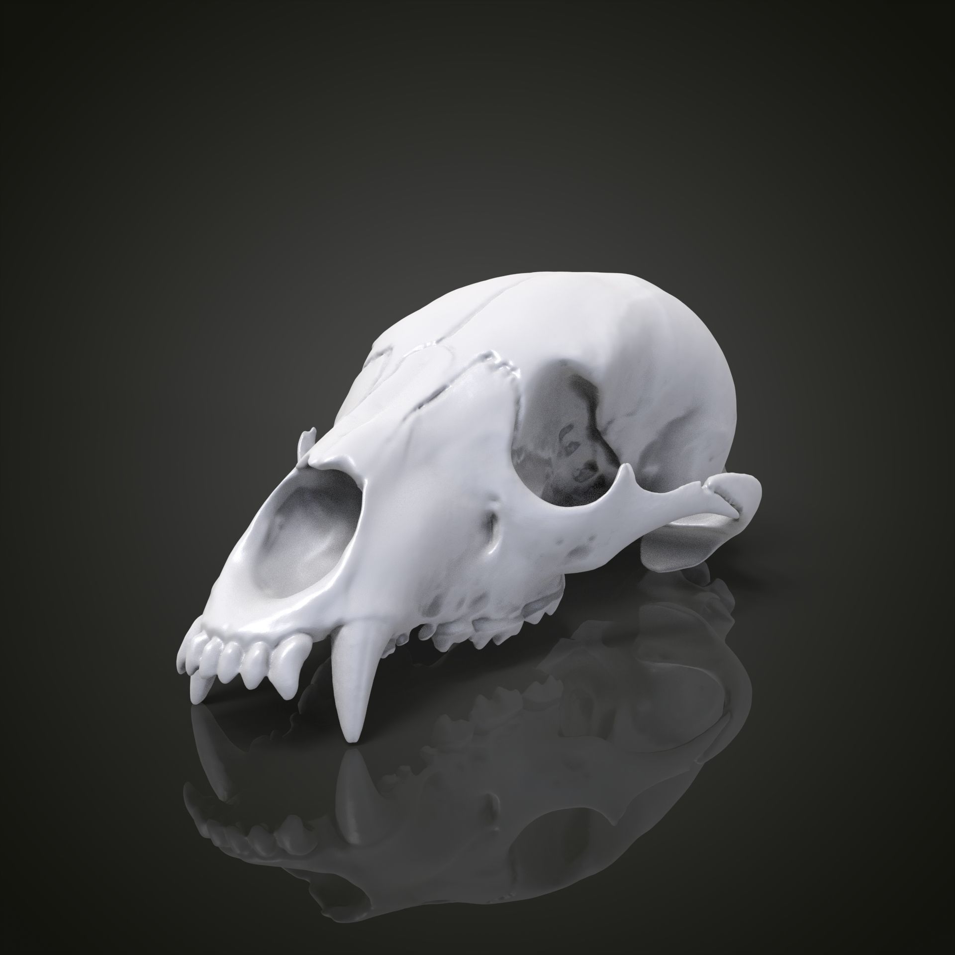 Bear scull 3D print model_24