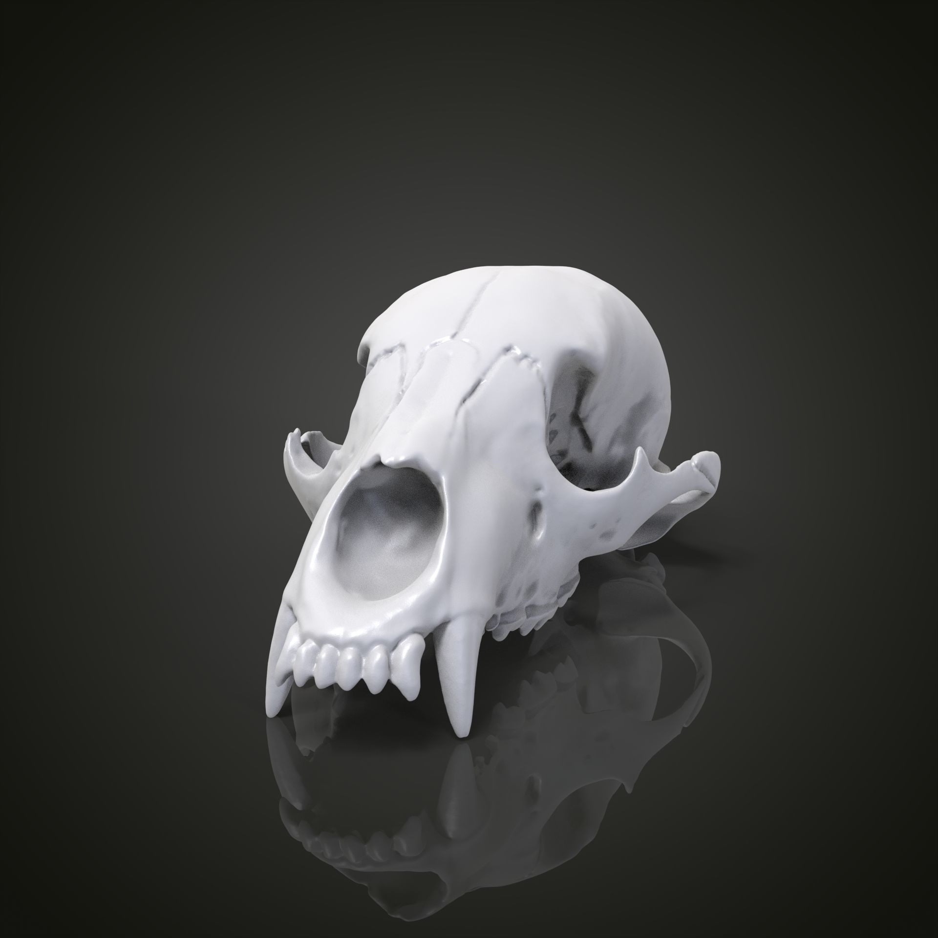 Bear scull 3D print model_23