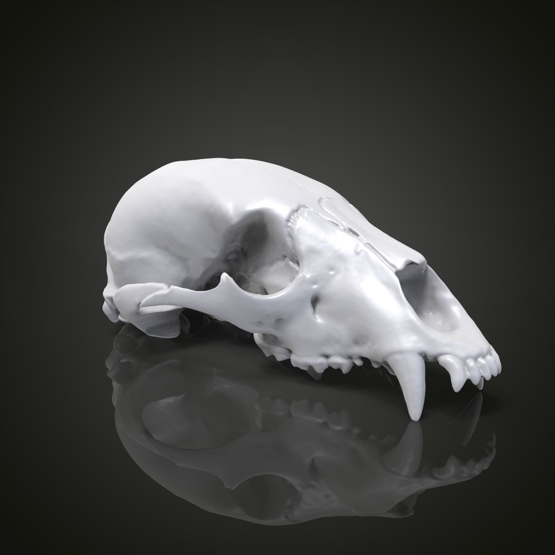 Bear scull 3D print model_19