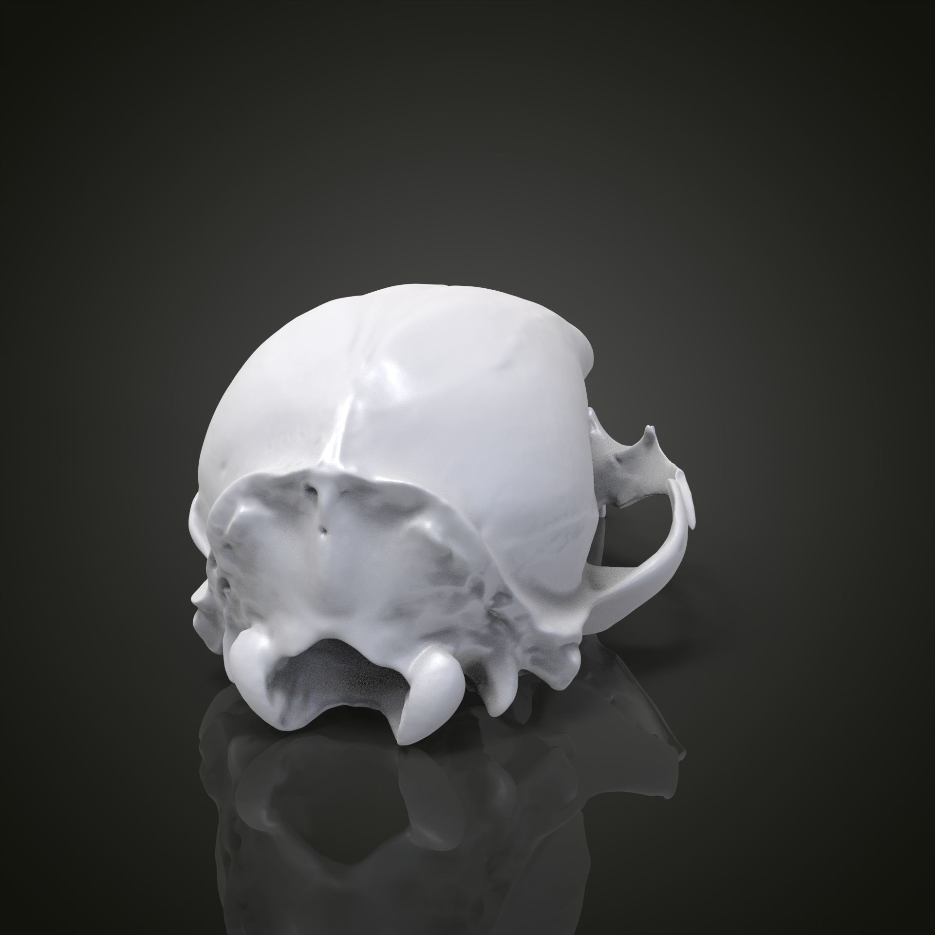 Bear scull 3D print model_11