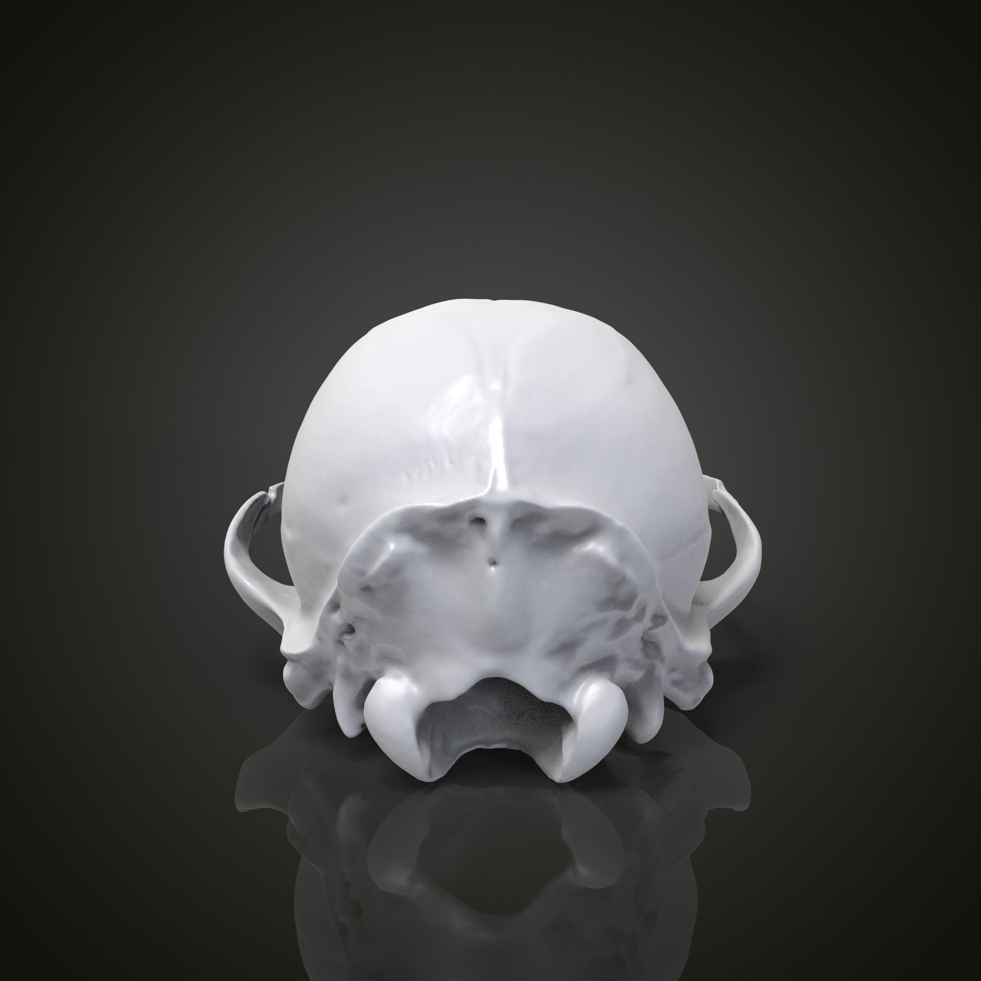 Bear scull 3D print model_10