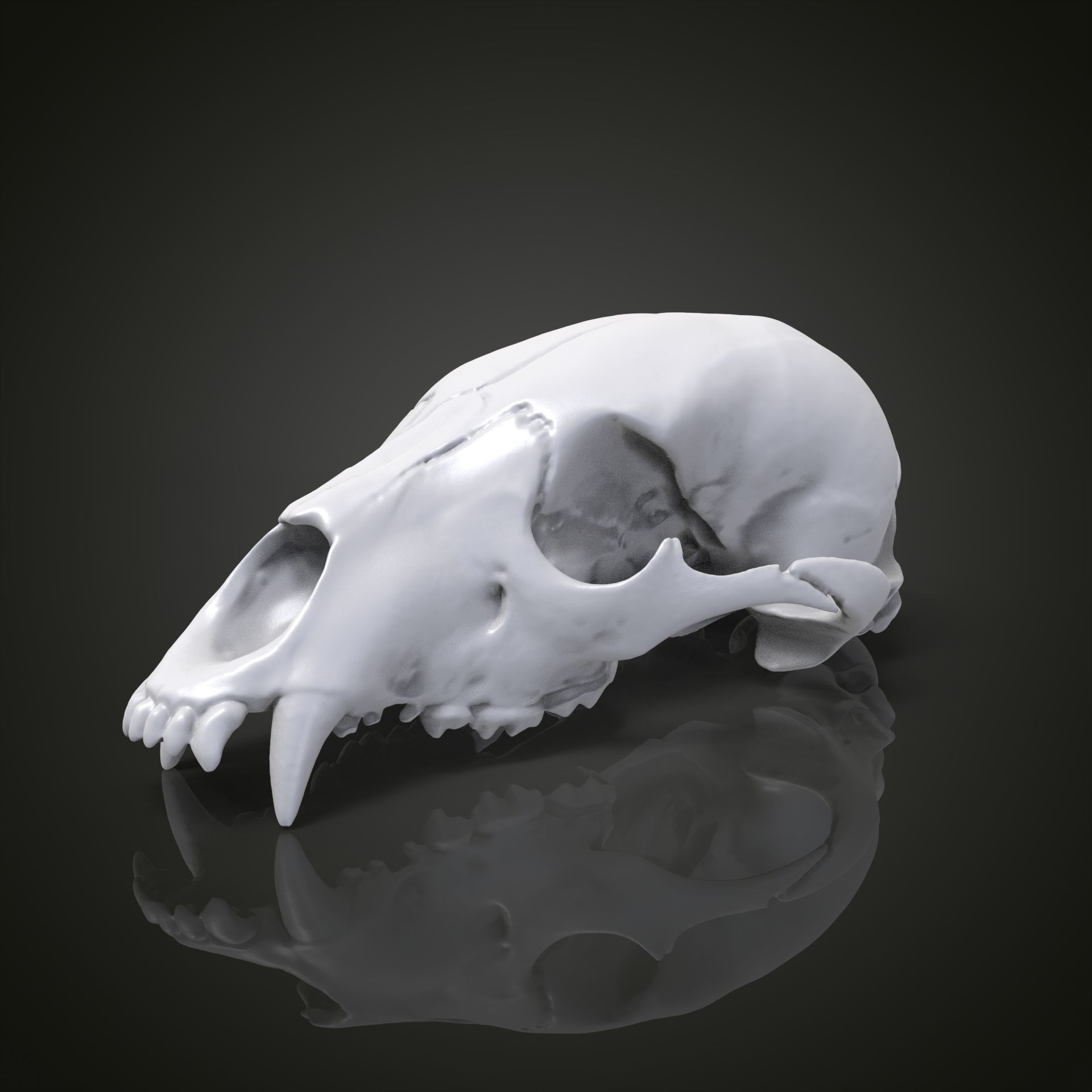 Bear scull 3D print model_1