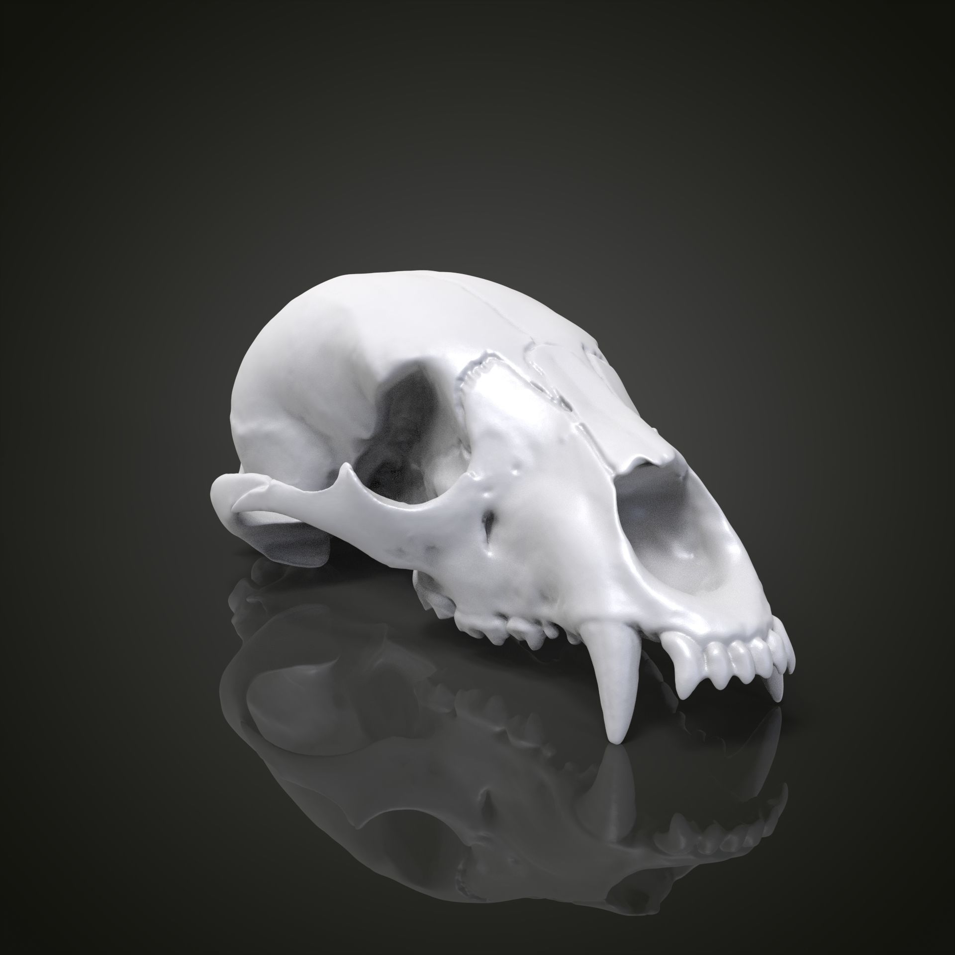 Bear scull 3D print model_20