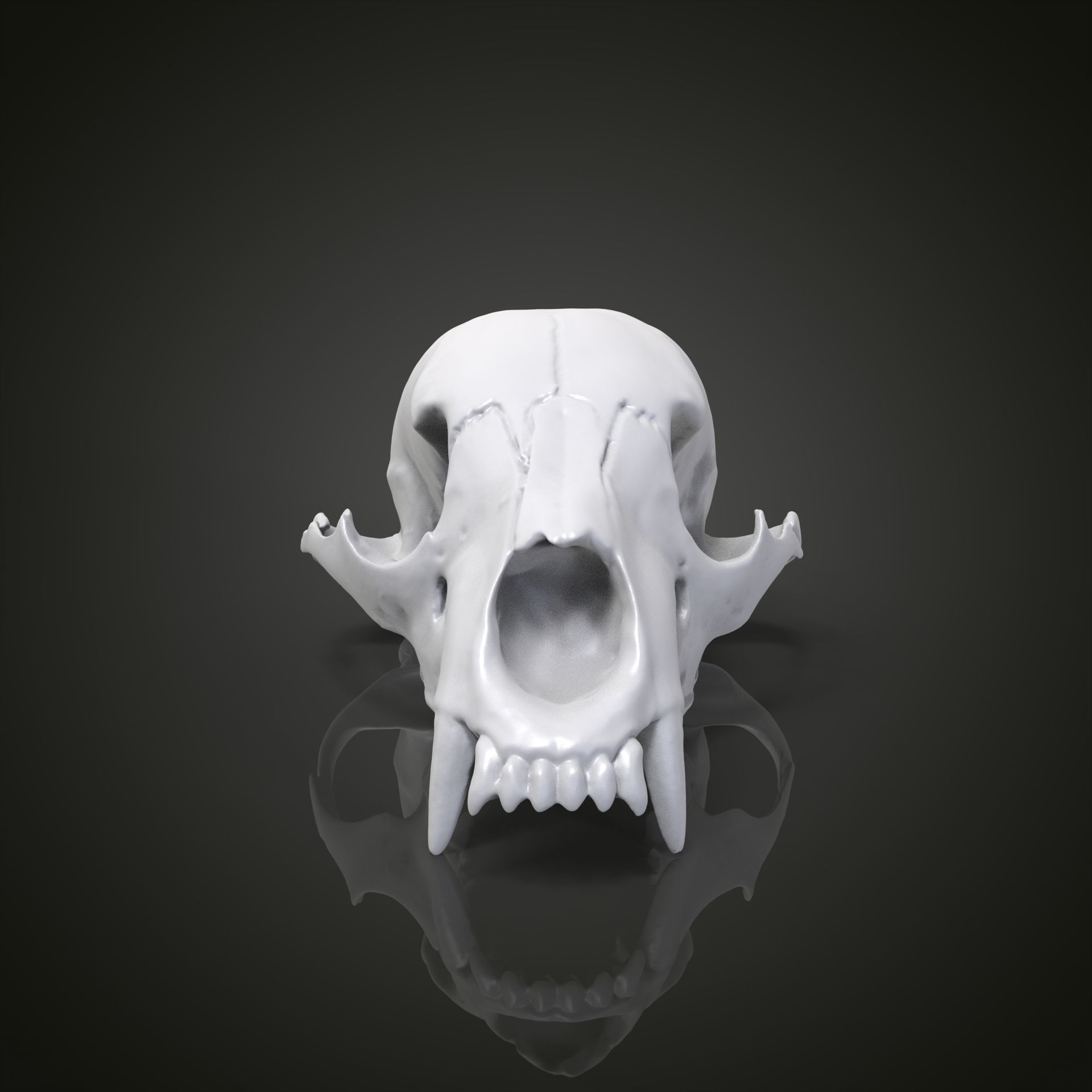 Bear scull 3D print model_22