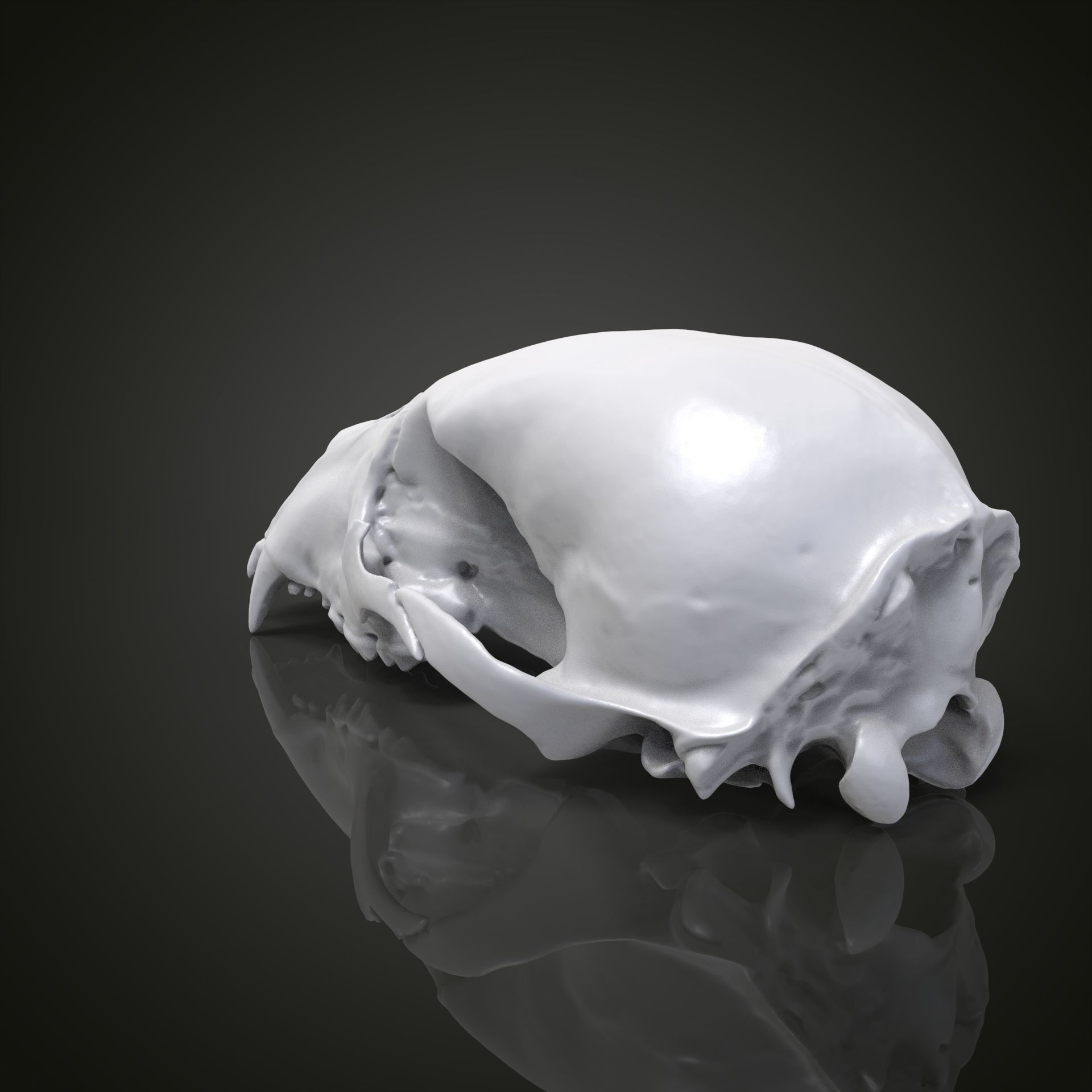 Bear scull 3D print model_7