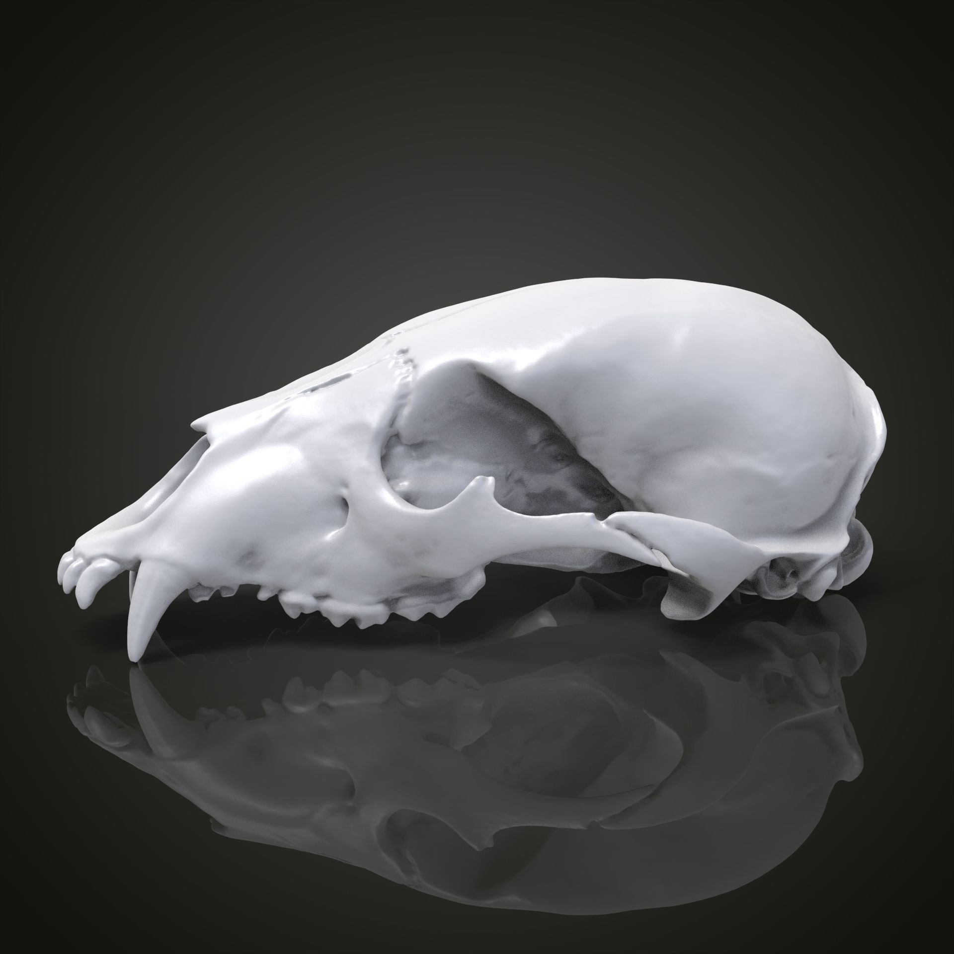 Bear scull 3D print model_3