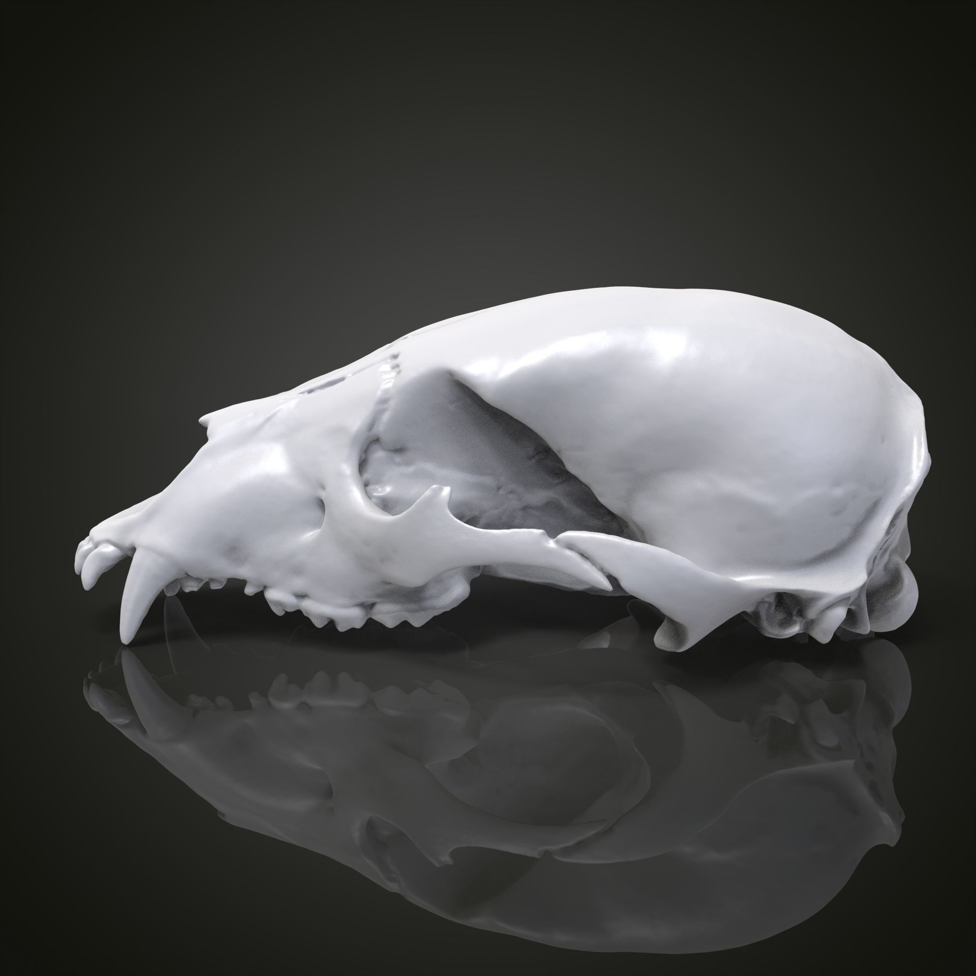 Bear scull 3D print model_4