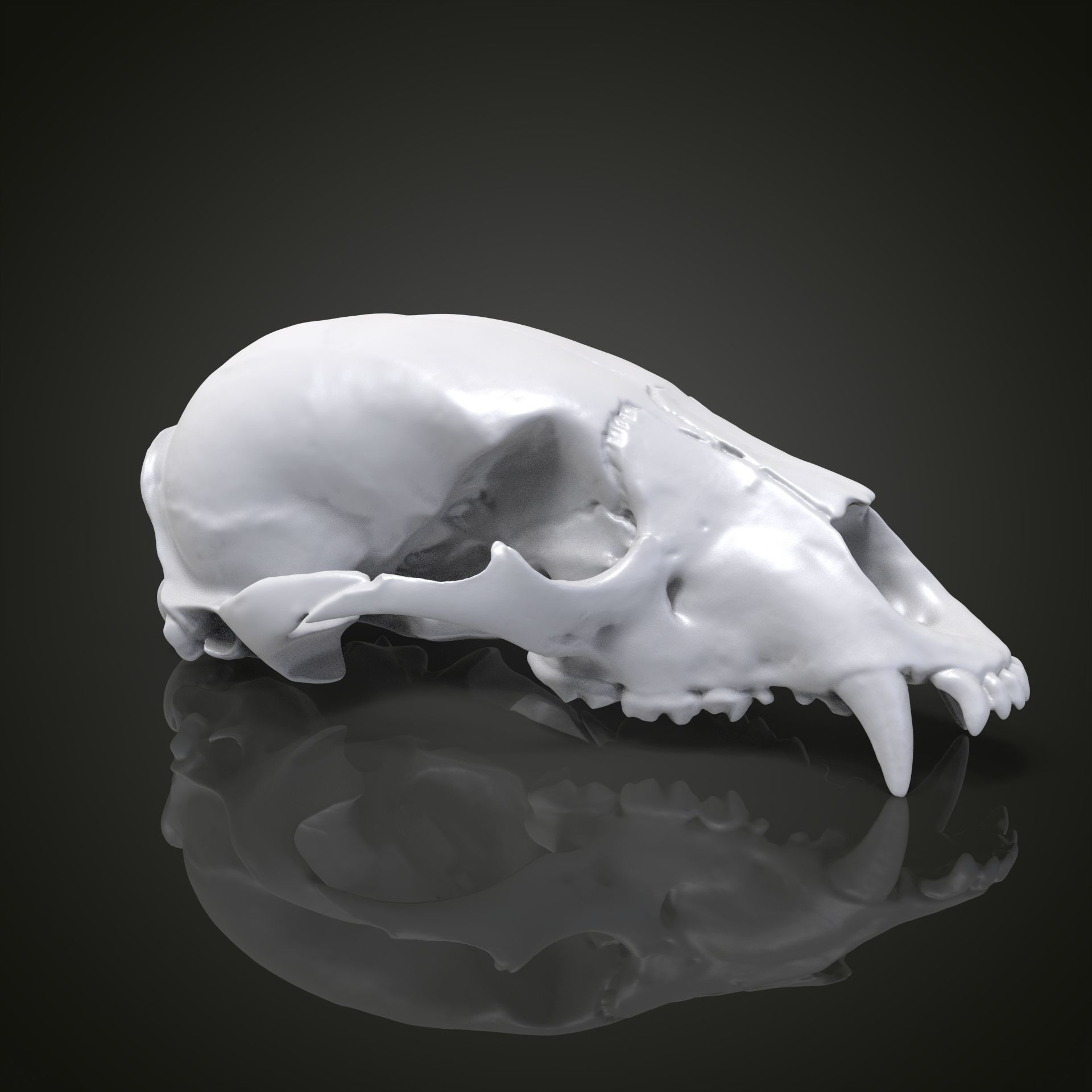 Bear scull 3D print model_18