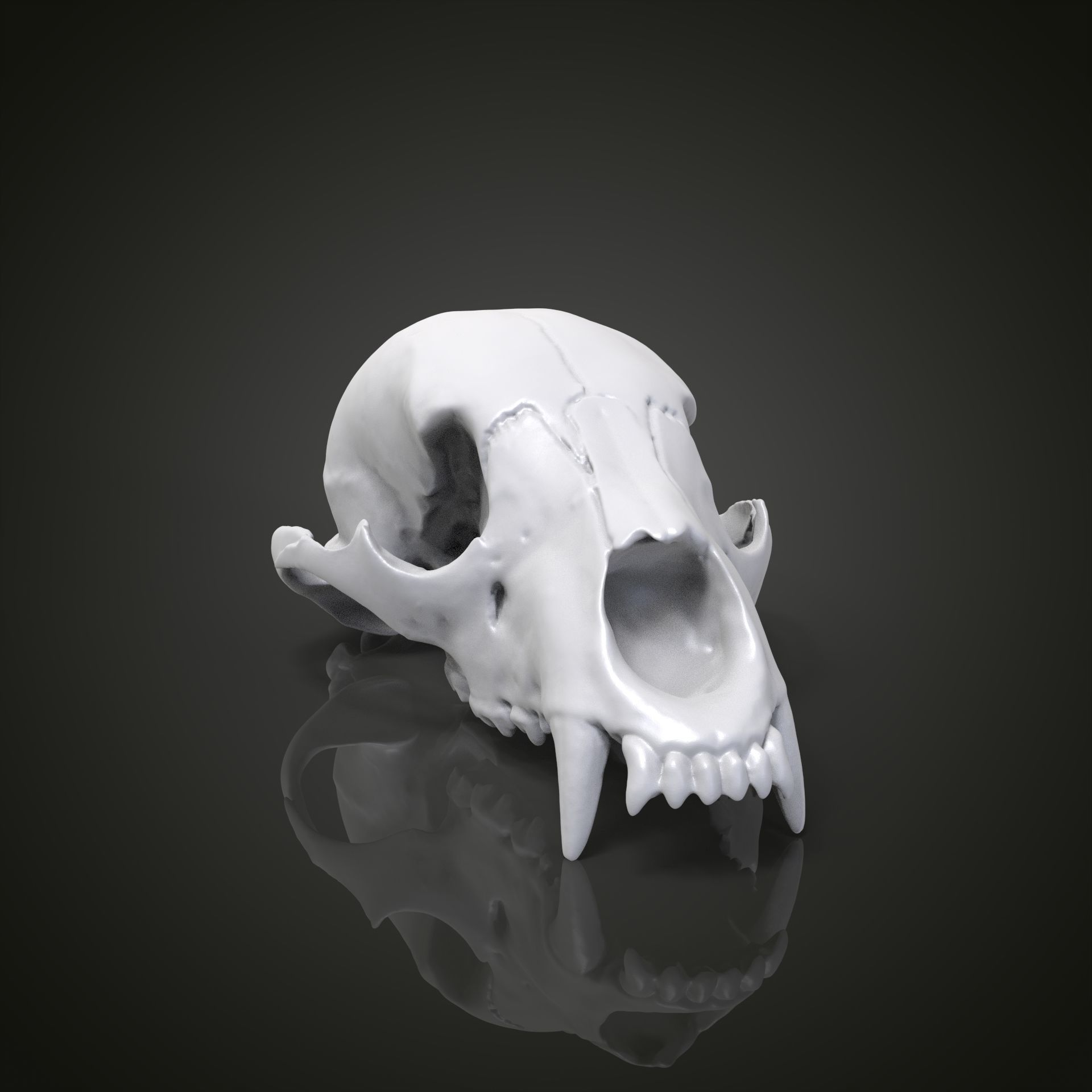 Bear scull 3D print model_21