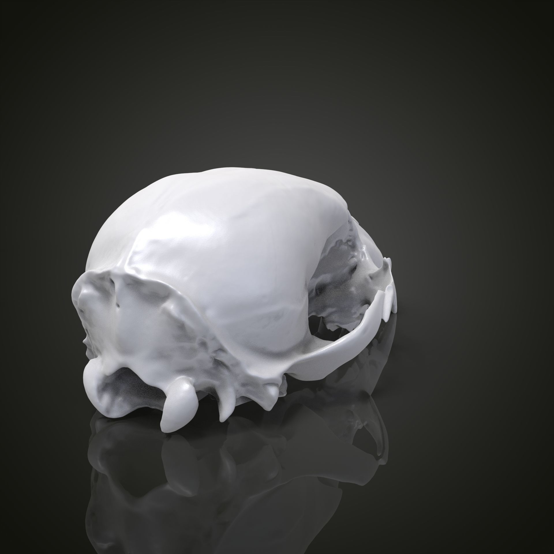 Bear scull 3D print model_12