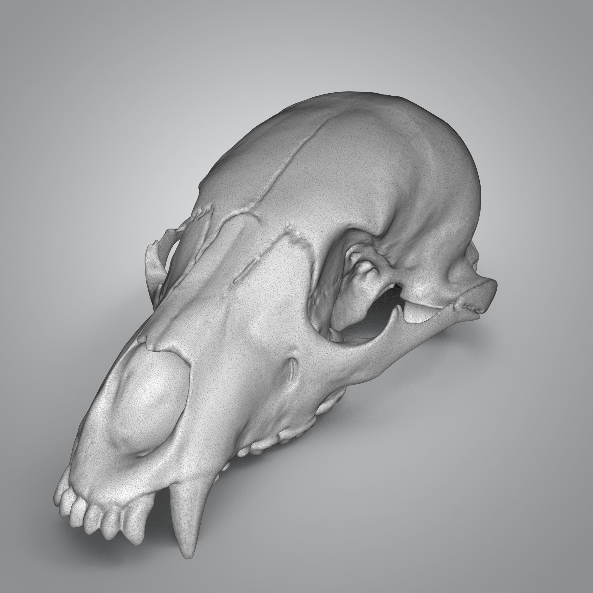 Bear scull 3D print model_25