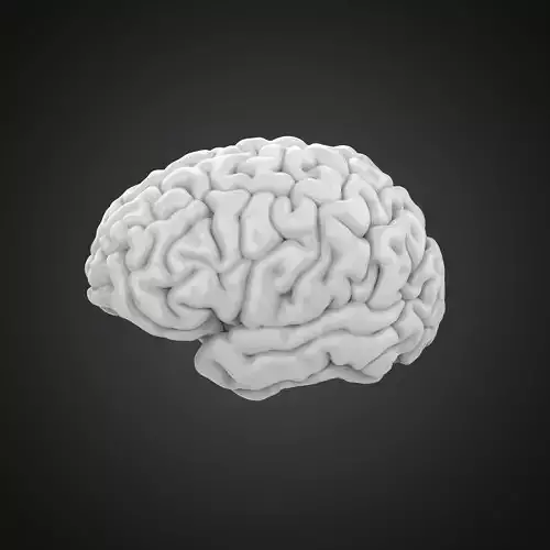 Brain human 3D print model