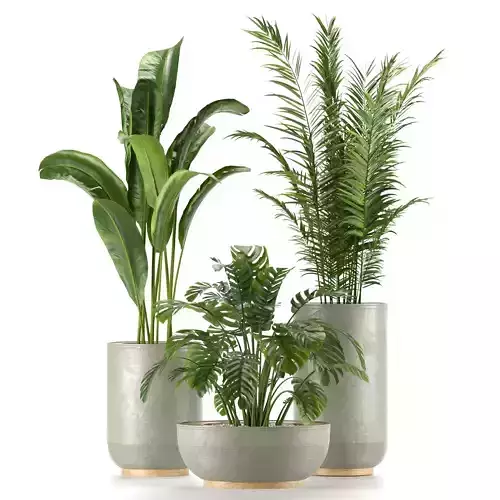 Collection Indoor Plants Set Nim04