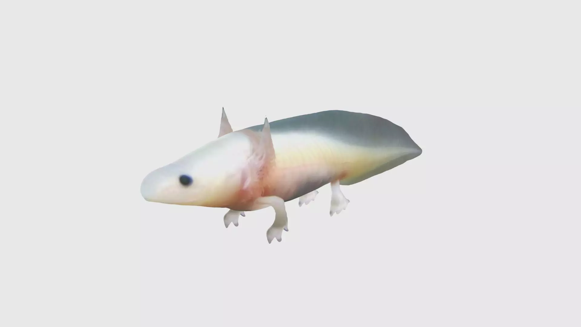 Low Poly Axolotl Rigged With Realistic Texture Low-poly 3D model