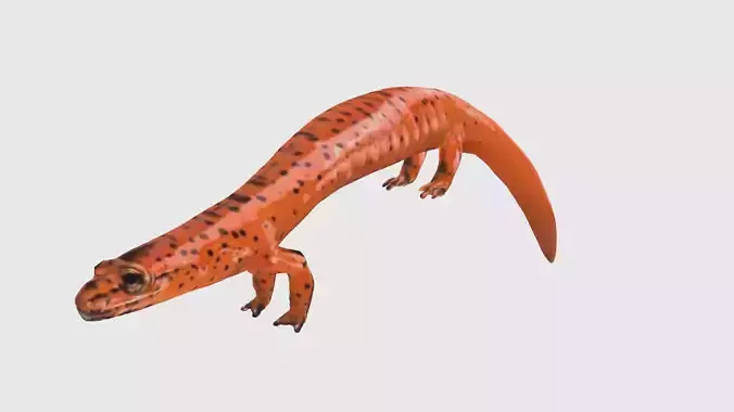 Low Poly Salamander Rigged With Realistic Texture Low-poly 3D model