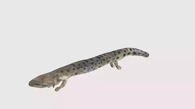 Low Poly Mudpuppy Rigged With Realistic Texture