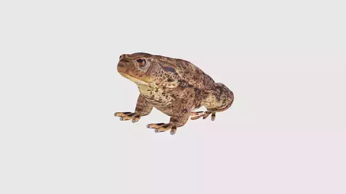 Low Poly Toad Rigged With Realistic Texture Low-poly 3D model