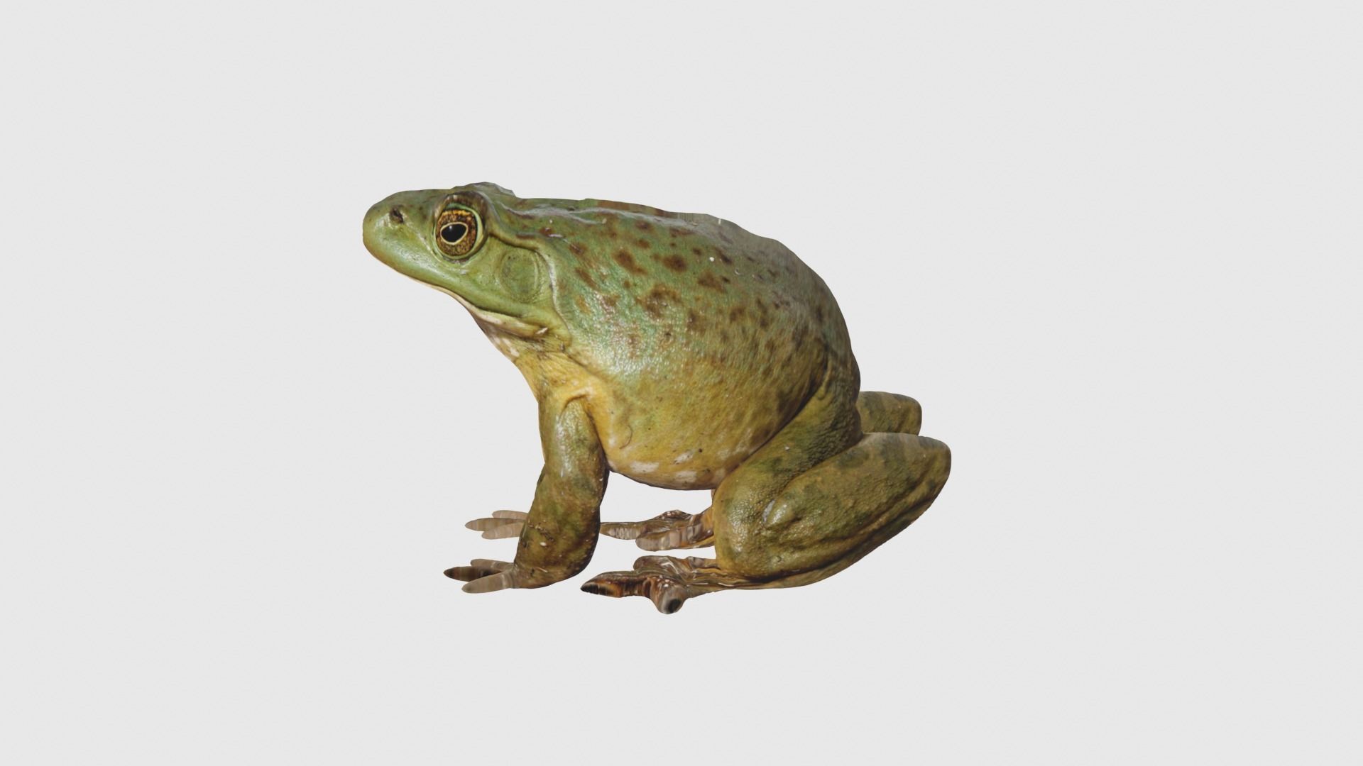 Low Poly Bullfrog Rigged With Realistic Texture Low-poly 3D model_2